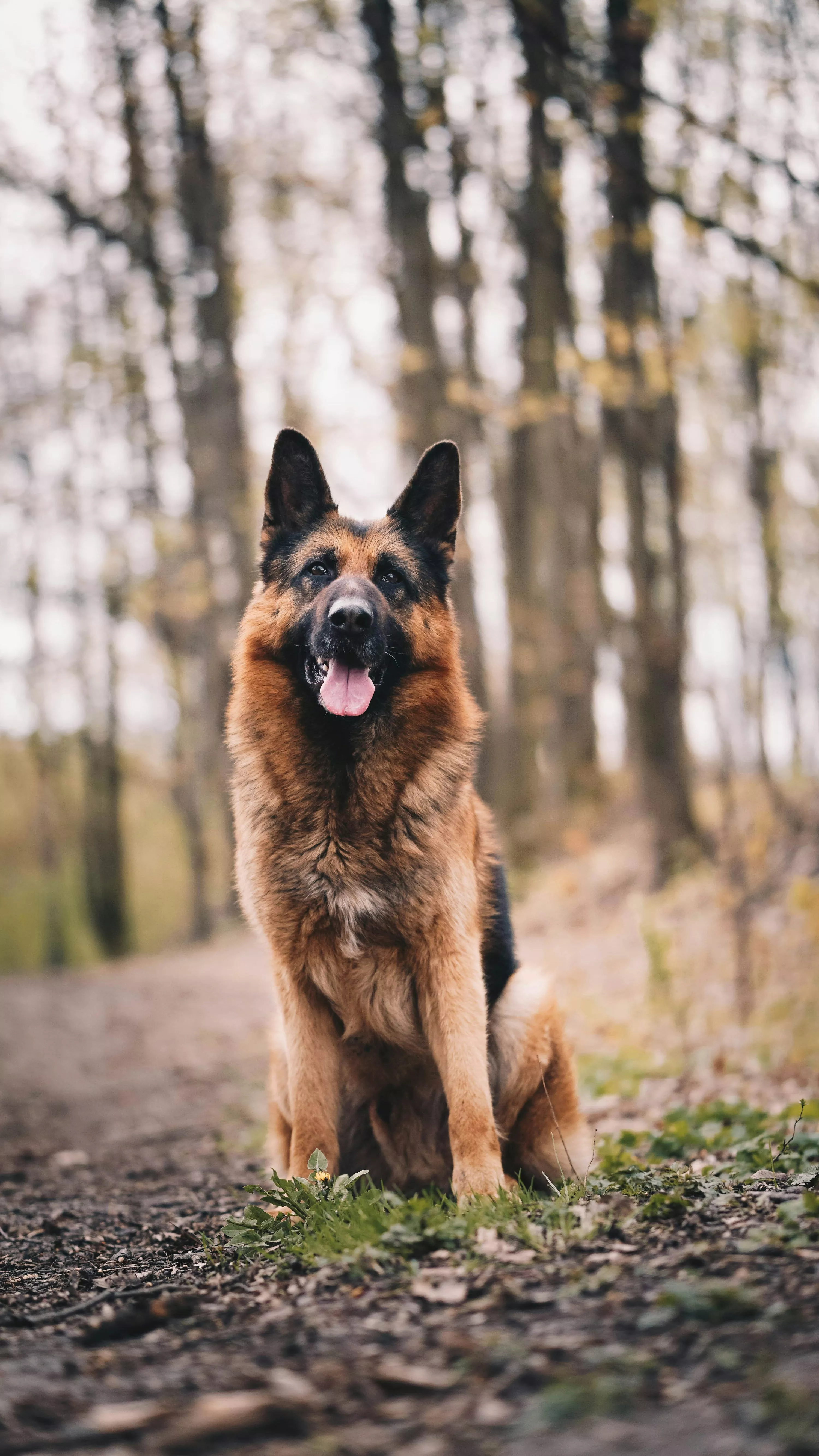 German Shepherd Dog Picture HD