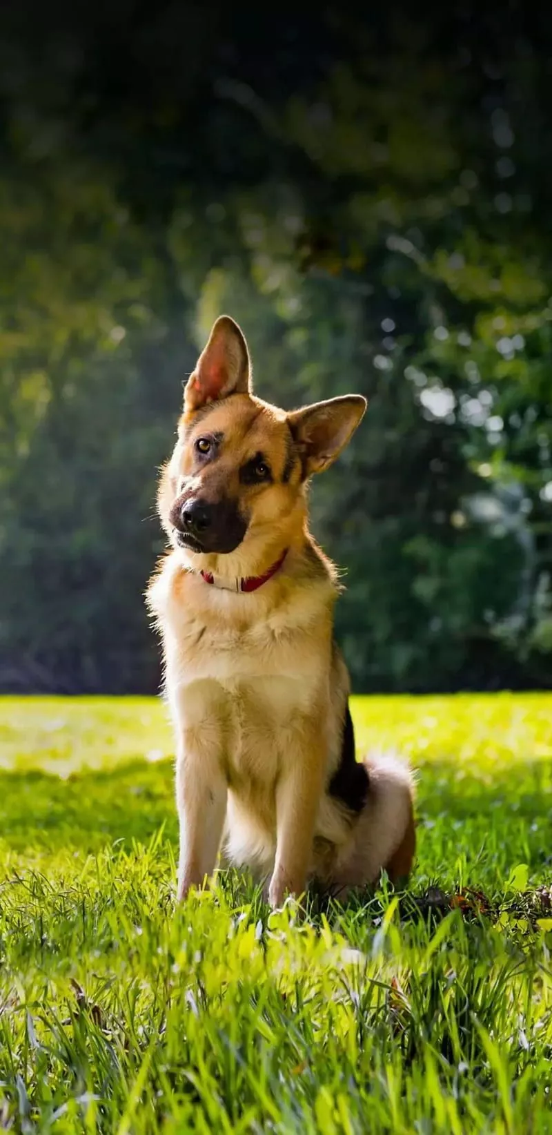 HD german husky wallpaper