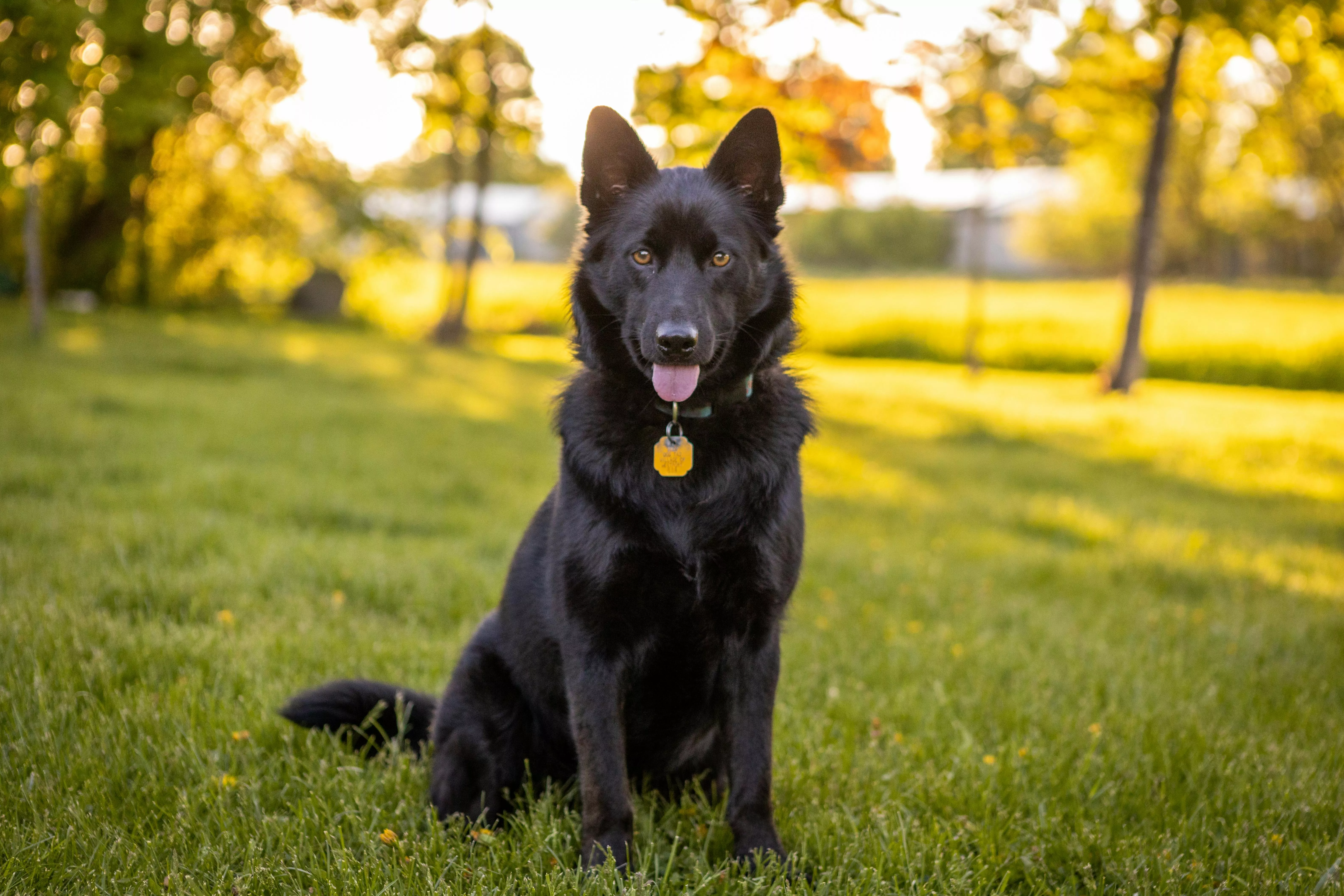 German Shepherd Dog Sitting on a Green