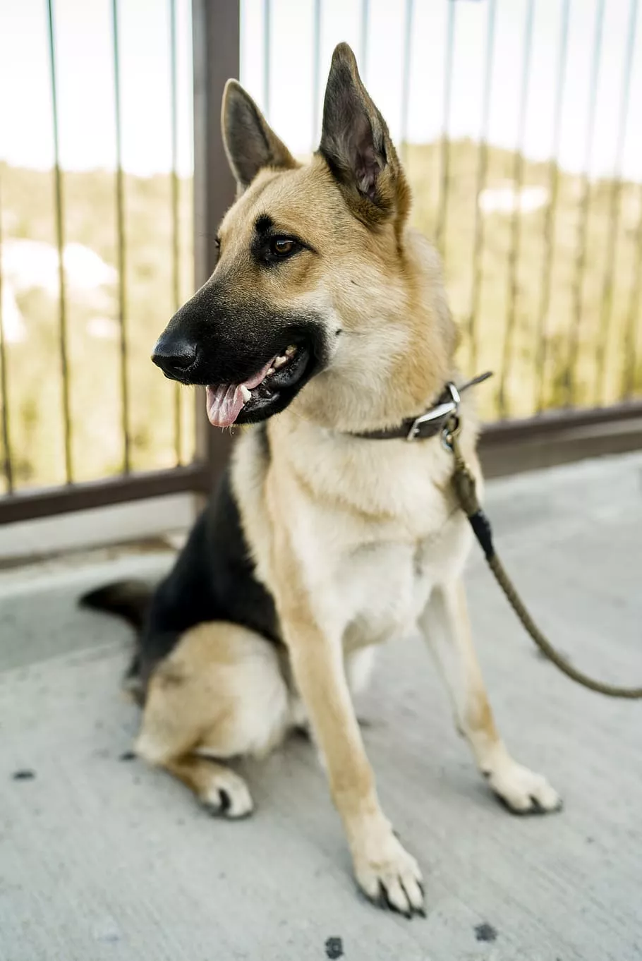adult German shepherd, dog, animal