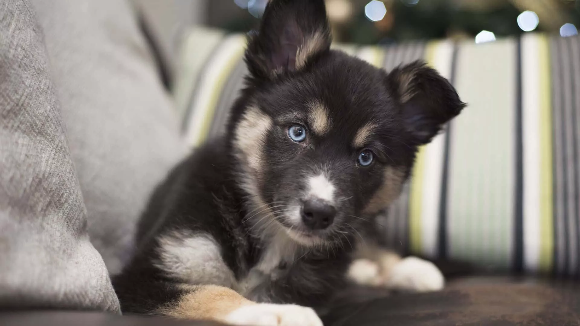 German Shepherd Background