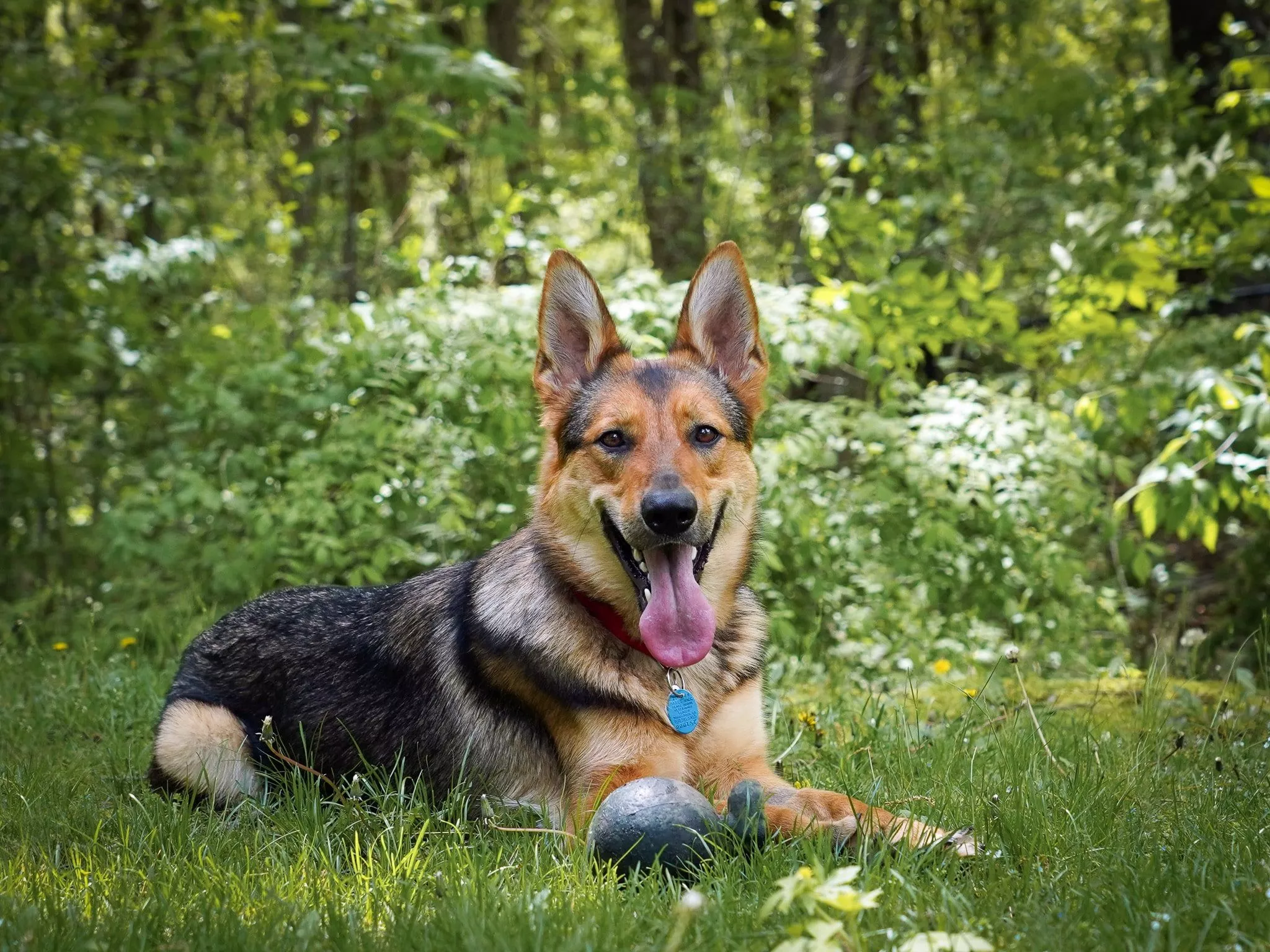 Home Shepherd Rescue of New