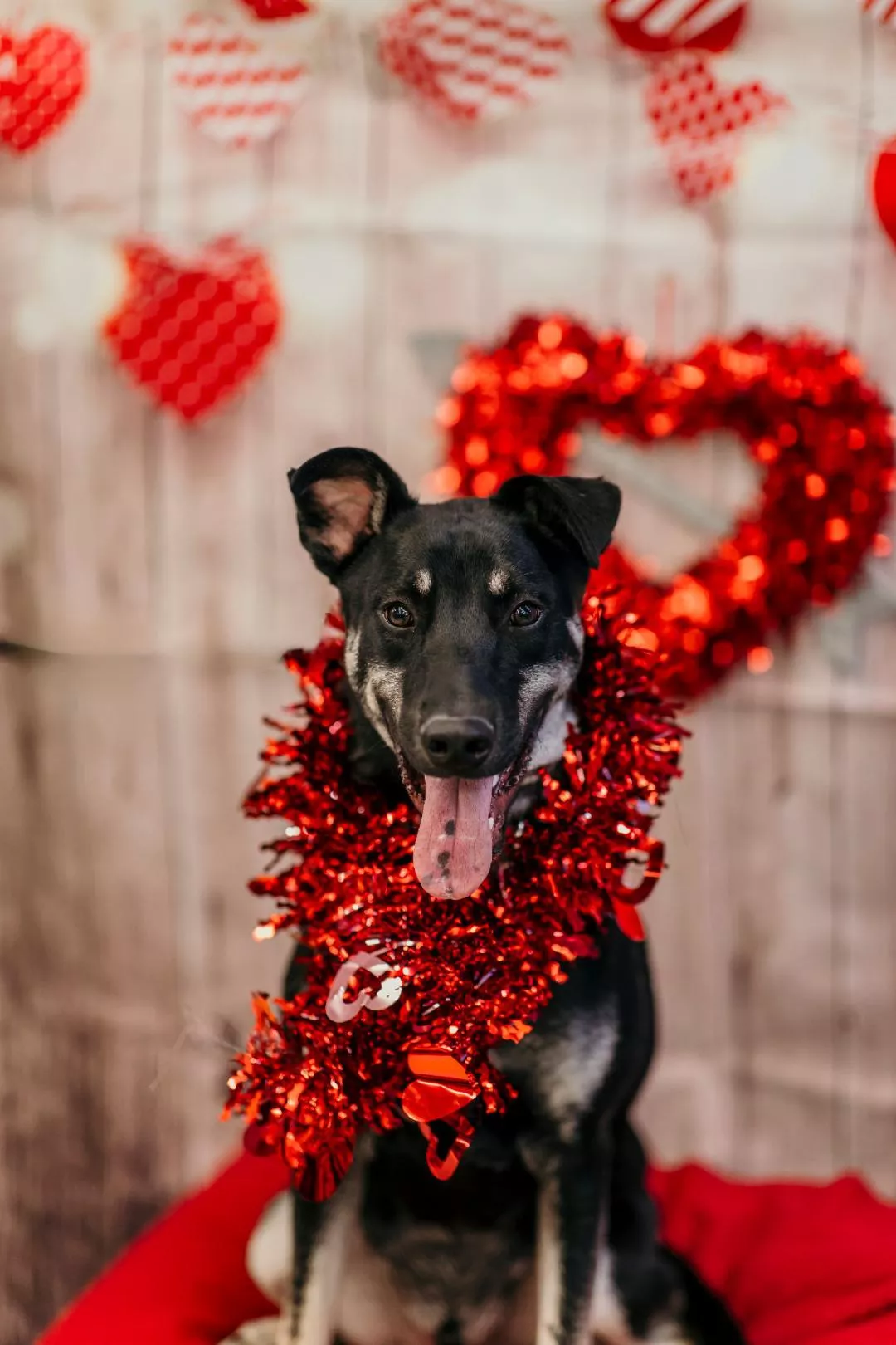 Pit Bull Terrier Mix in Dayton, OH