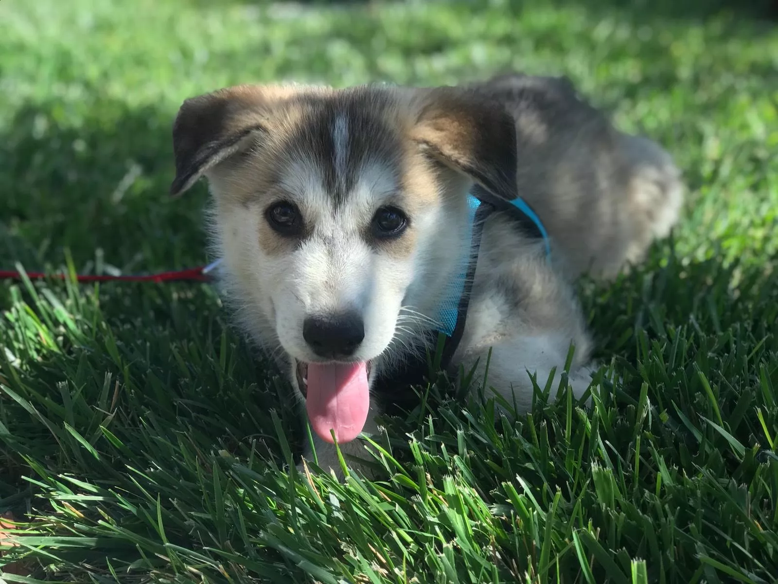 Husky German Shepherd mix
