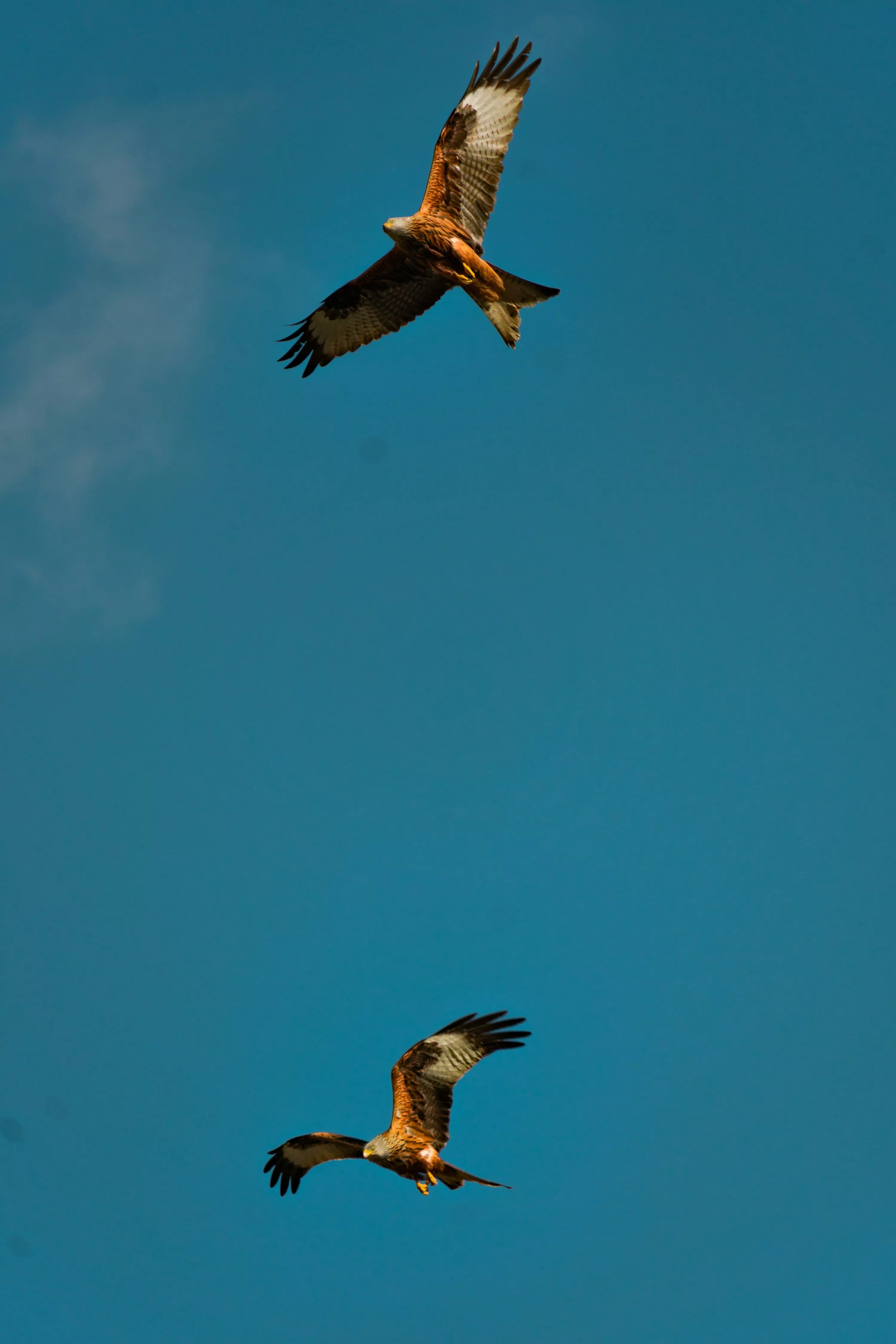 Red Kite Picture. Download Free