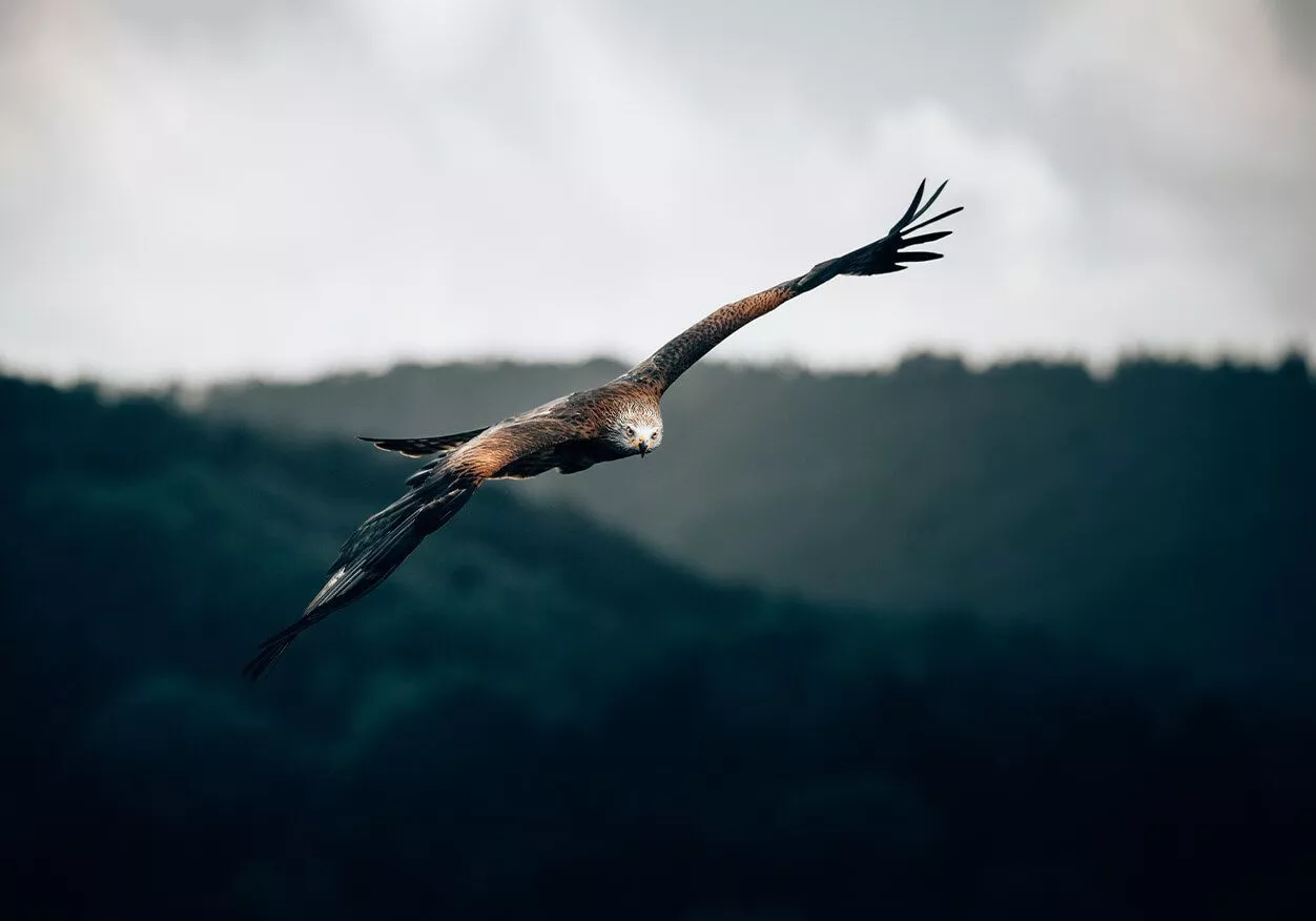 Red kite