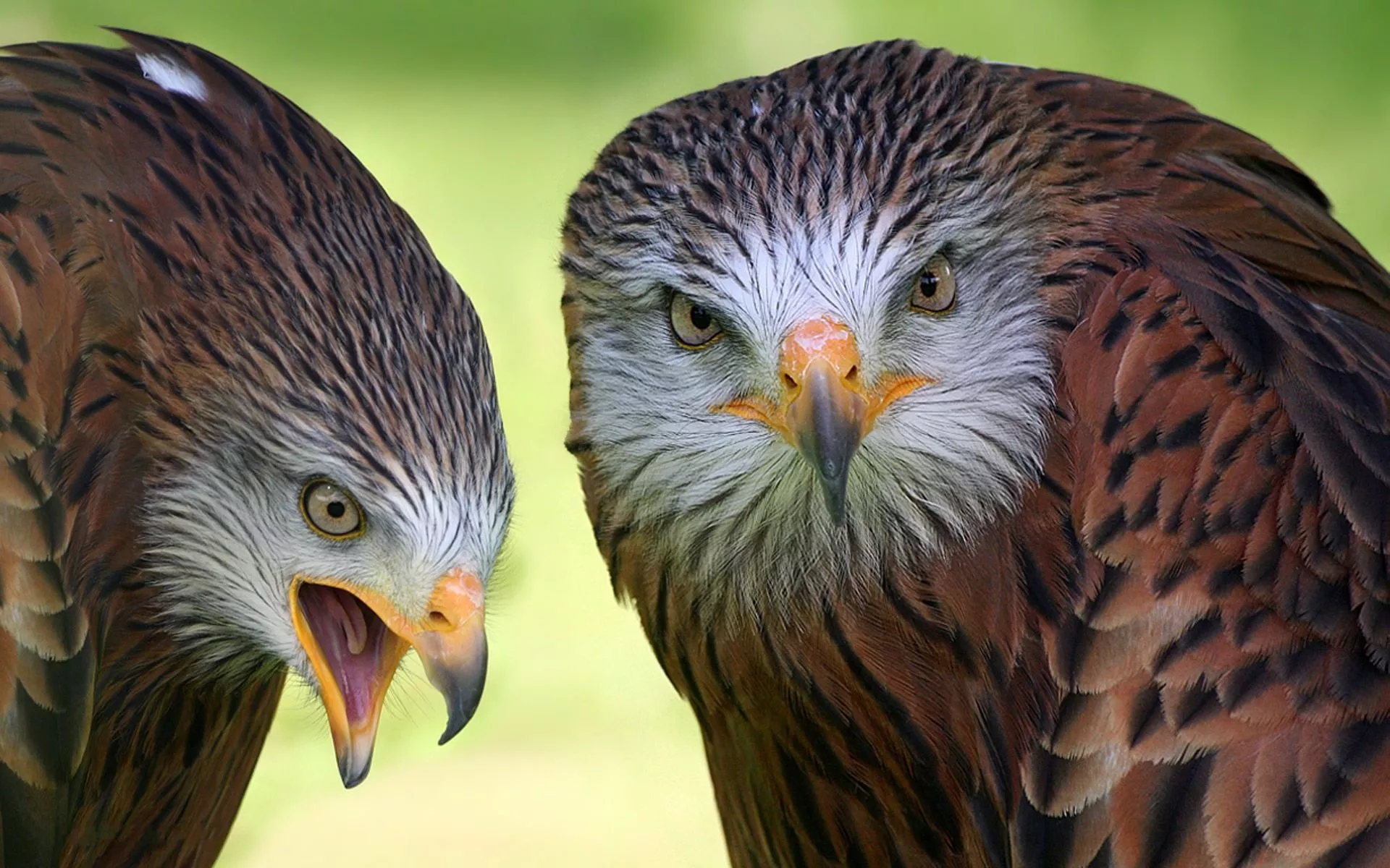 Download Red Kite Animal Kite HD Wallpaper