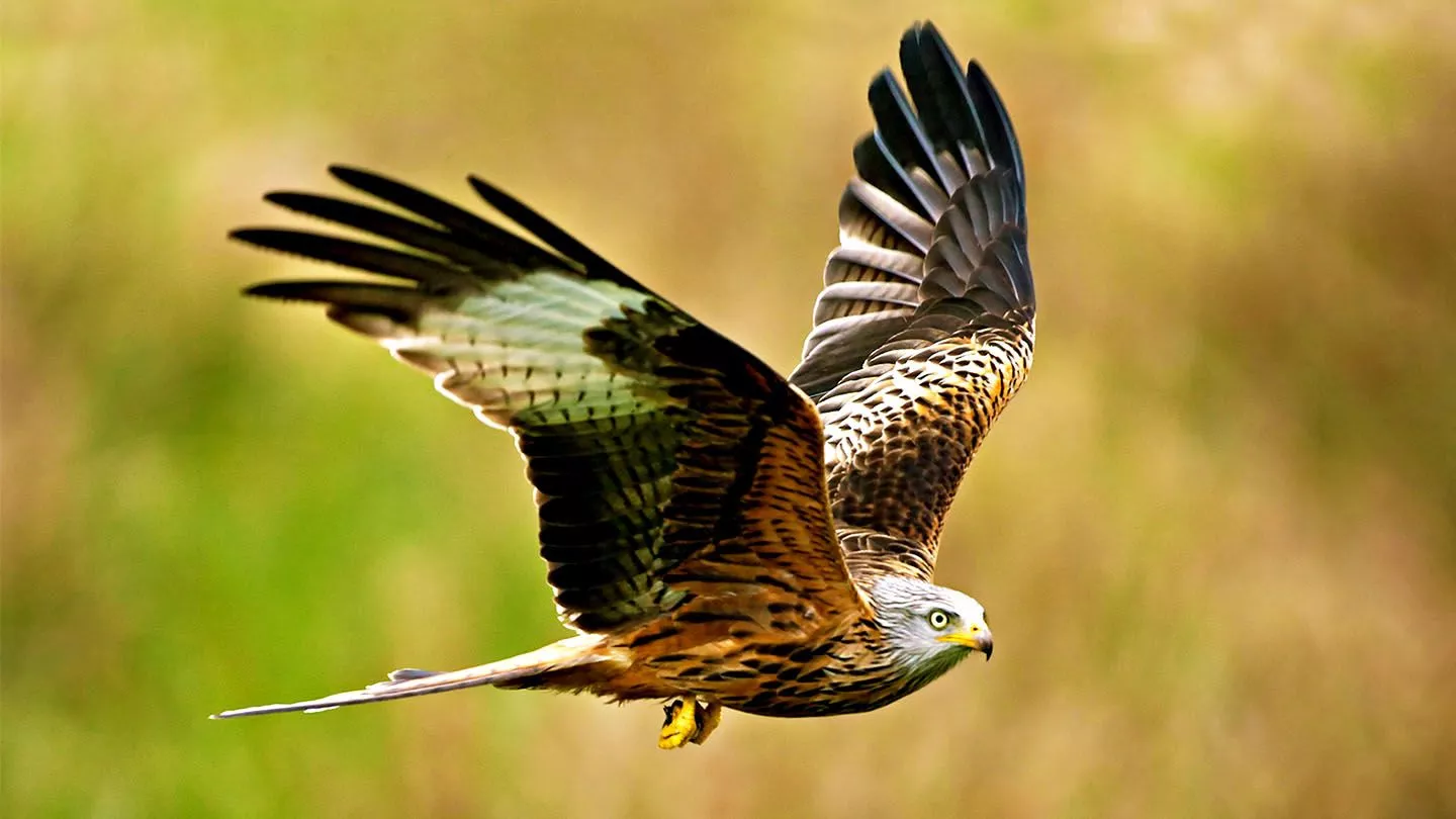 Red Kite (Milvus milvus)