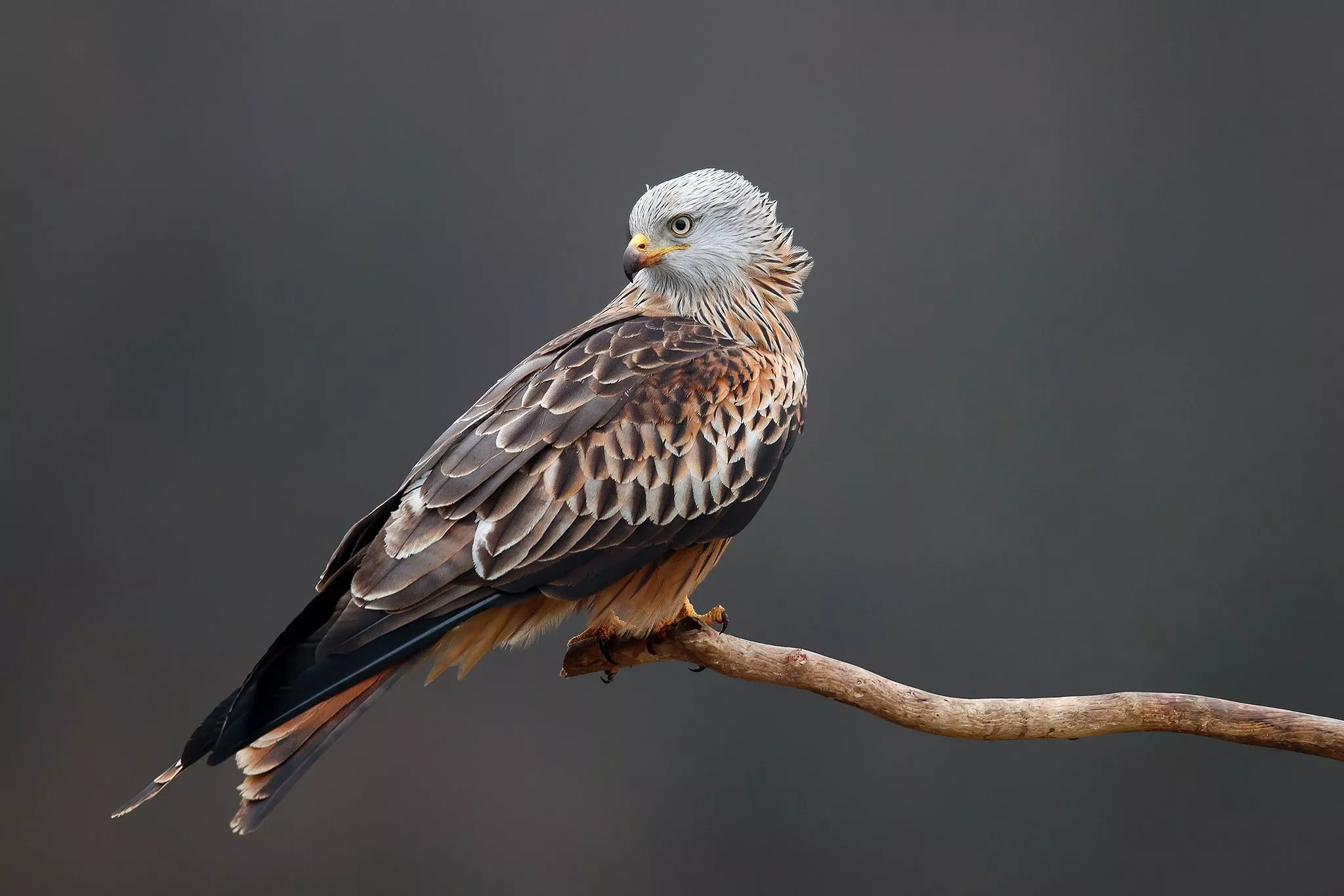 Prey Bird Red Kite Animal Kite HD Wallpaper