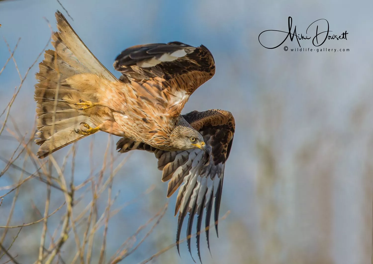 Wildlife Gallery>Red Kites