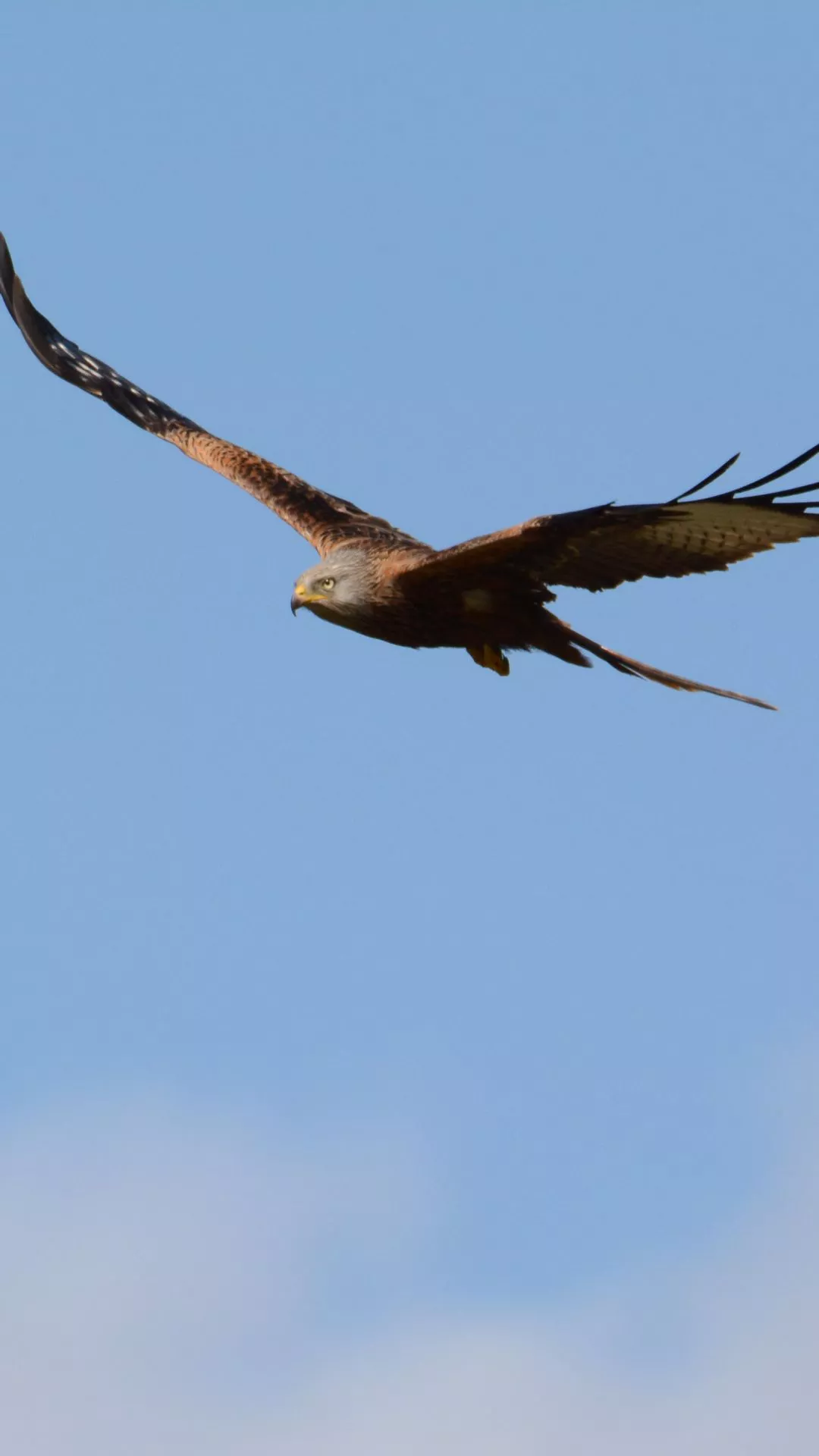 Red Kite Phone Wallpaper