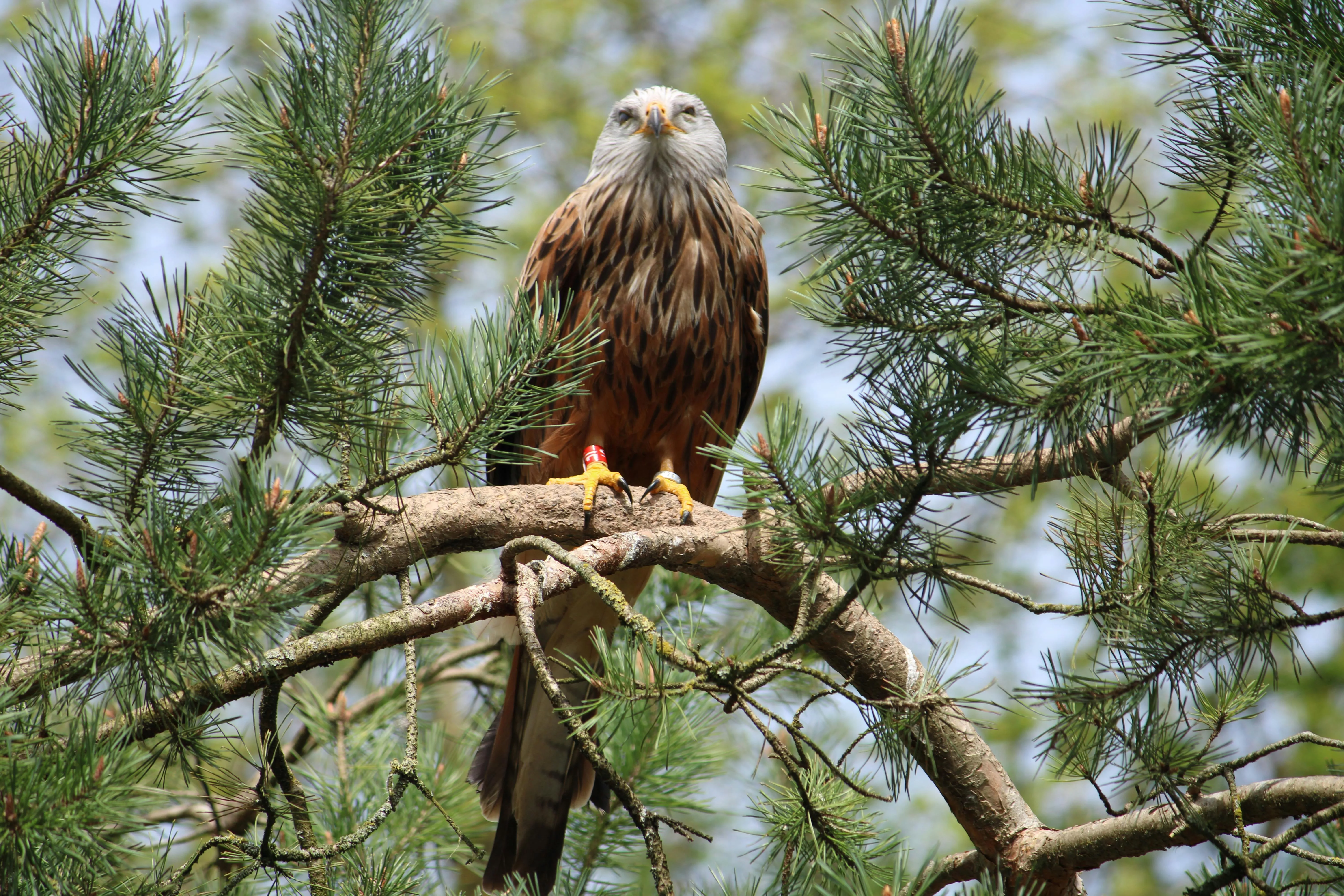 Red Kite on Tree · Free
