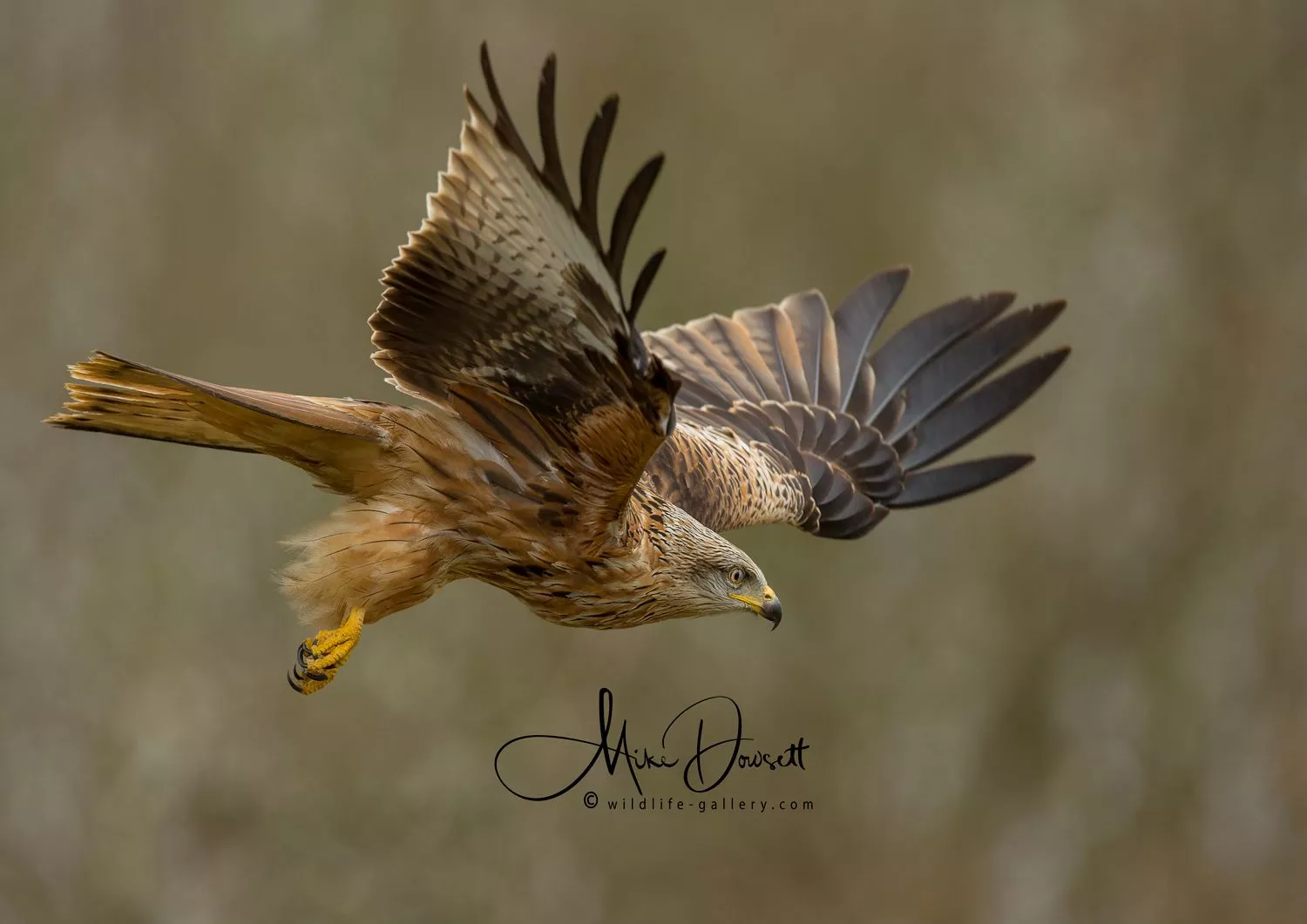 Wildlife Gallery>Red Kites