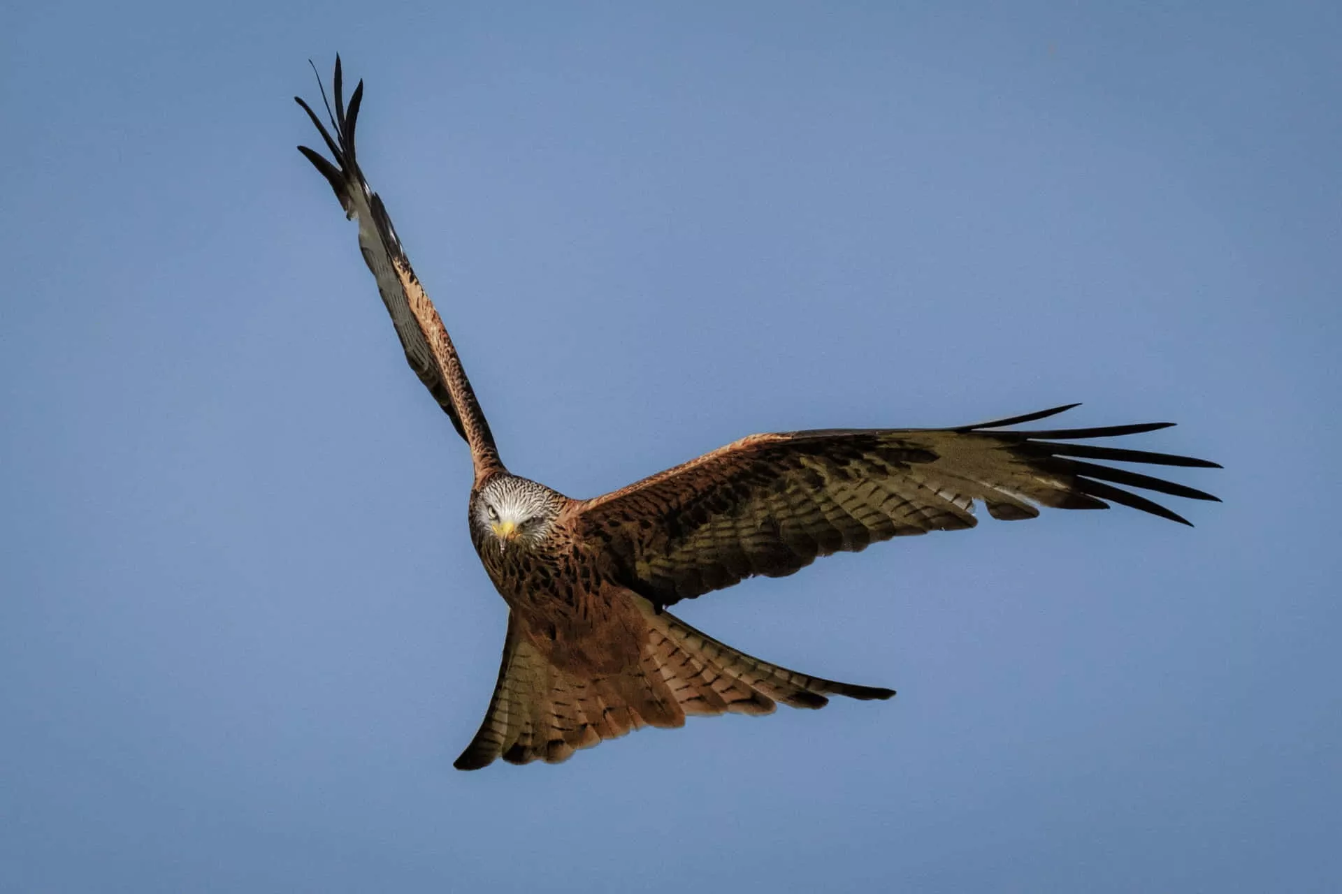 Red Kite Falcon soaring