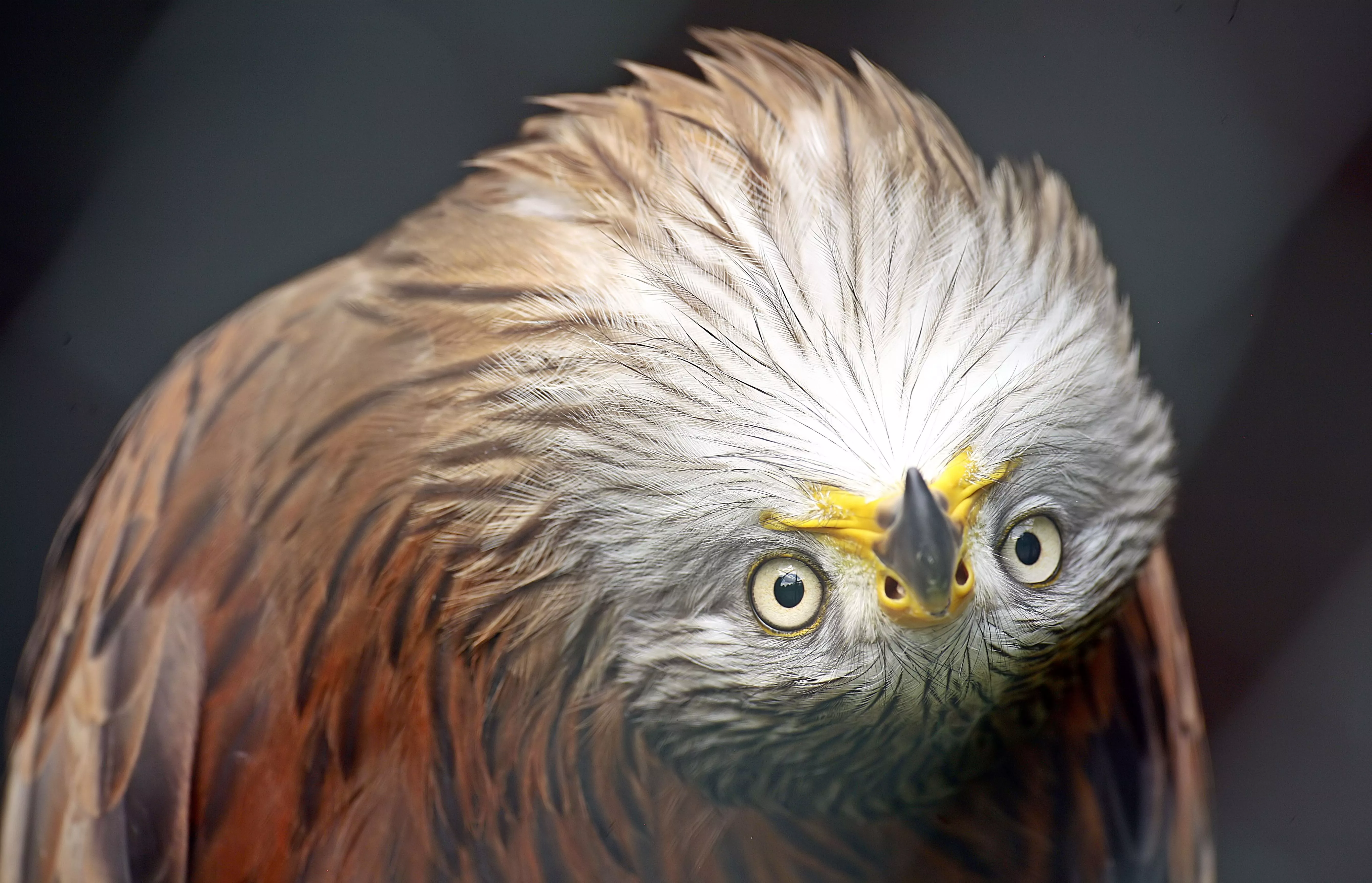 Animal Kite 4k Ultra HD Wallpaper