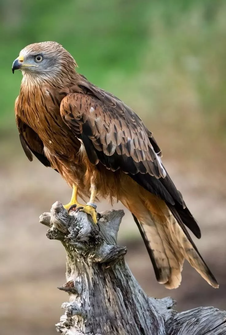 Birds Tattoo Animal Wallpaper