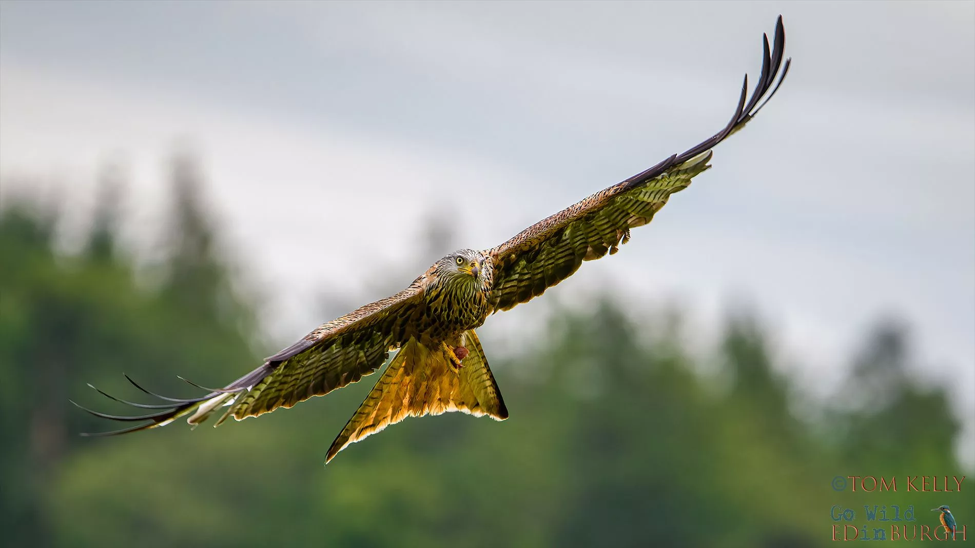 Latest Photo Red Kites