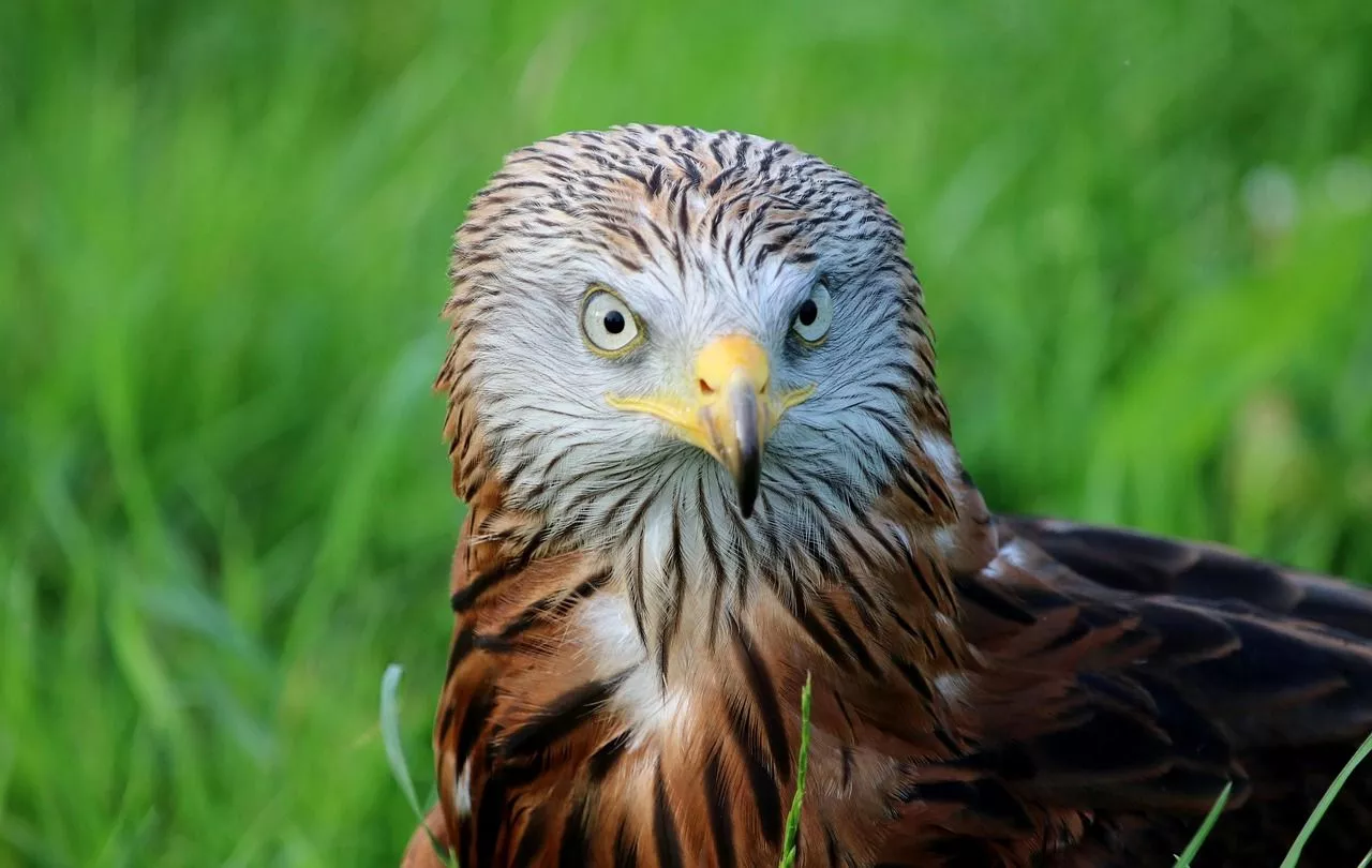 100,Free Red Kite & Kite Photo