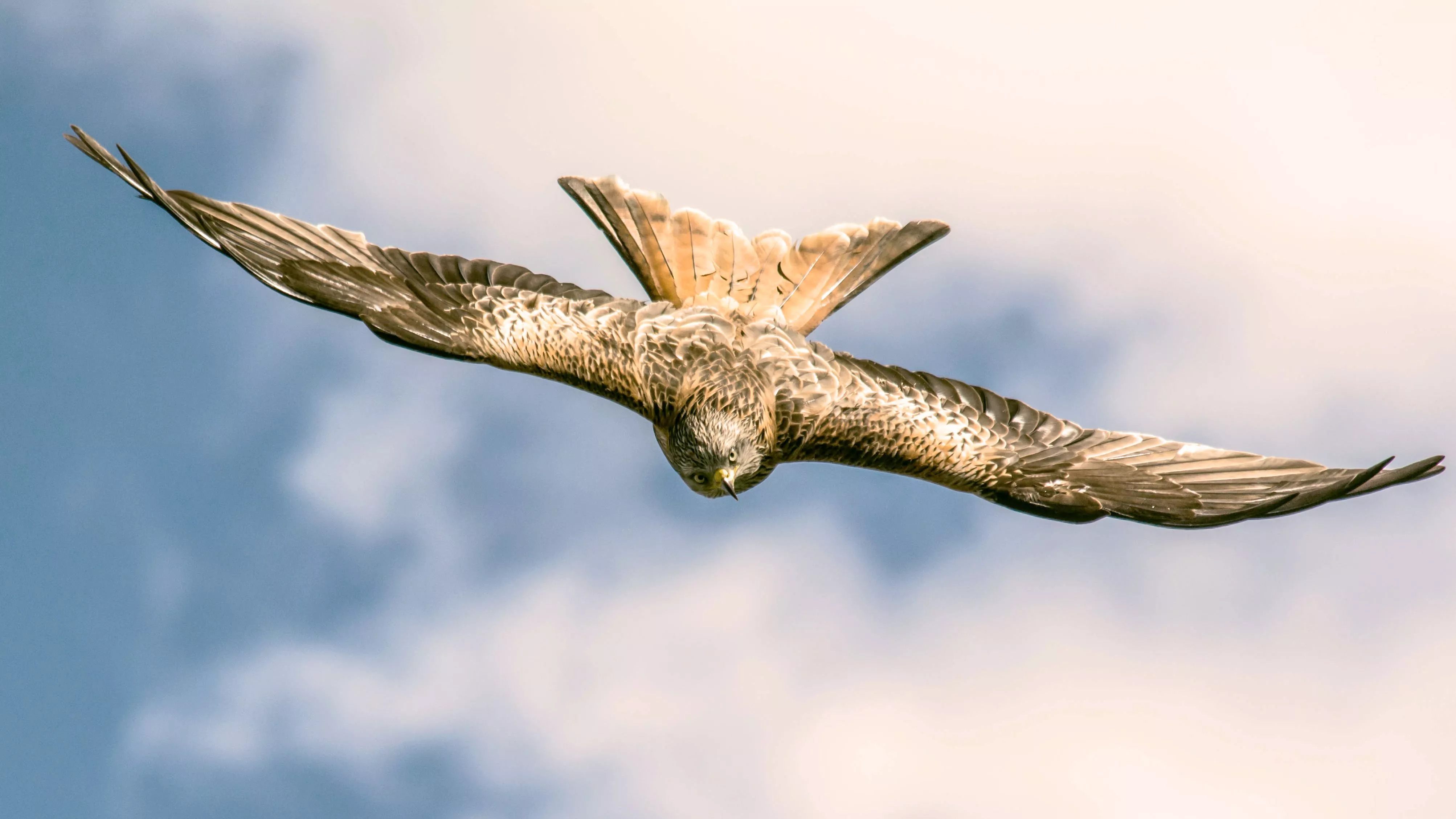 Download Flight Red Kite Animal Kite 4k