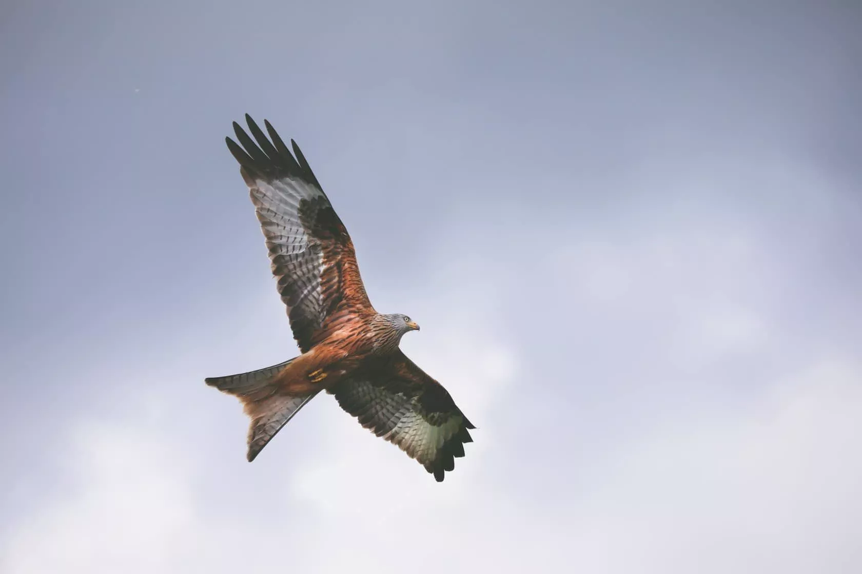 Red Kites Bevis Trust