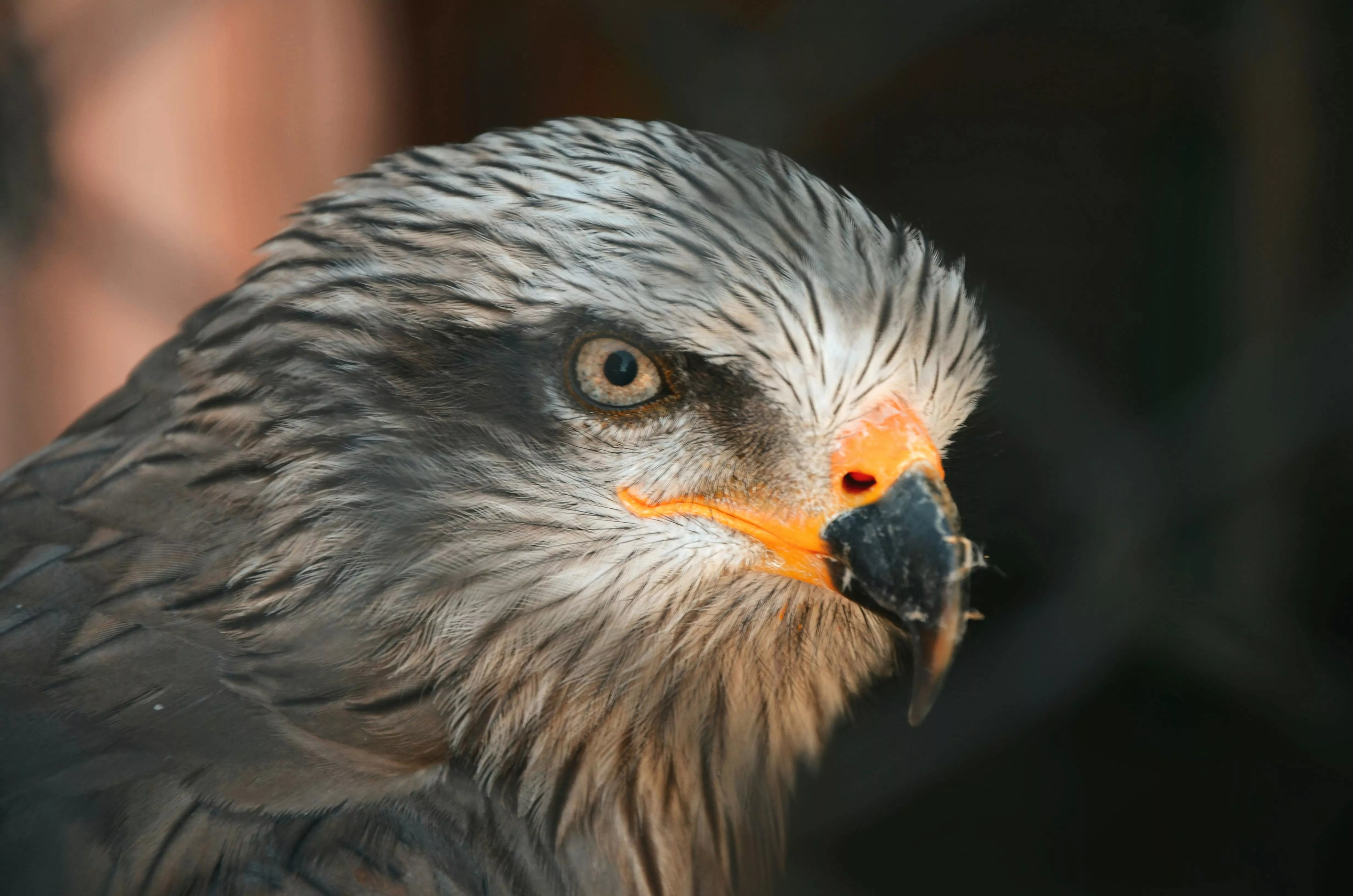 Red Kite Photo, Download The BEST Free