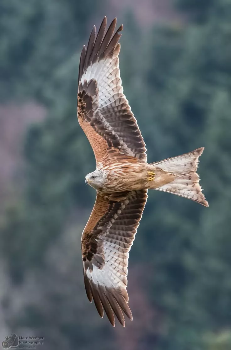 Red Kite in Flight. Birds of Prey