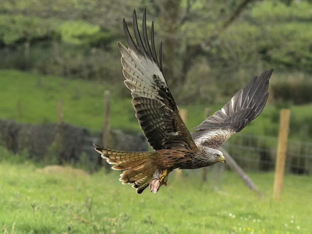 Red Kite Feeding Station, Llanddeusant