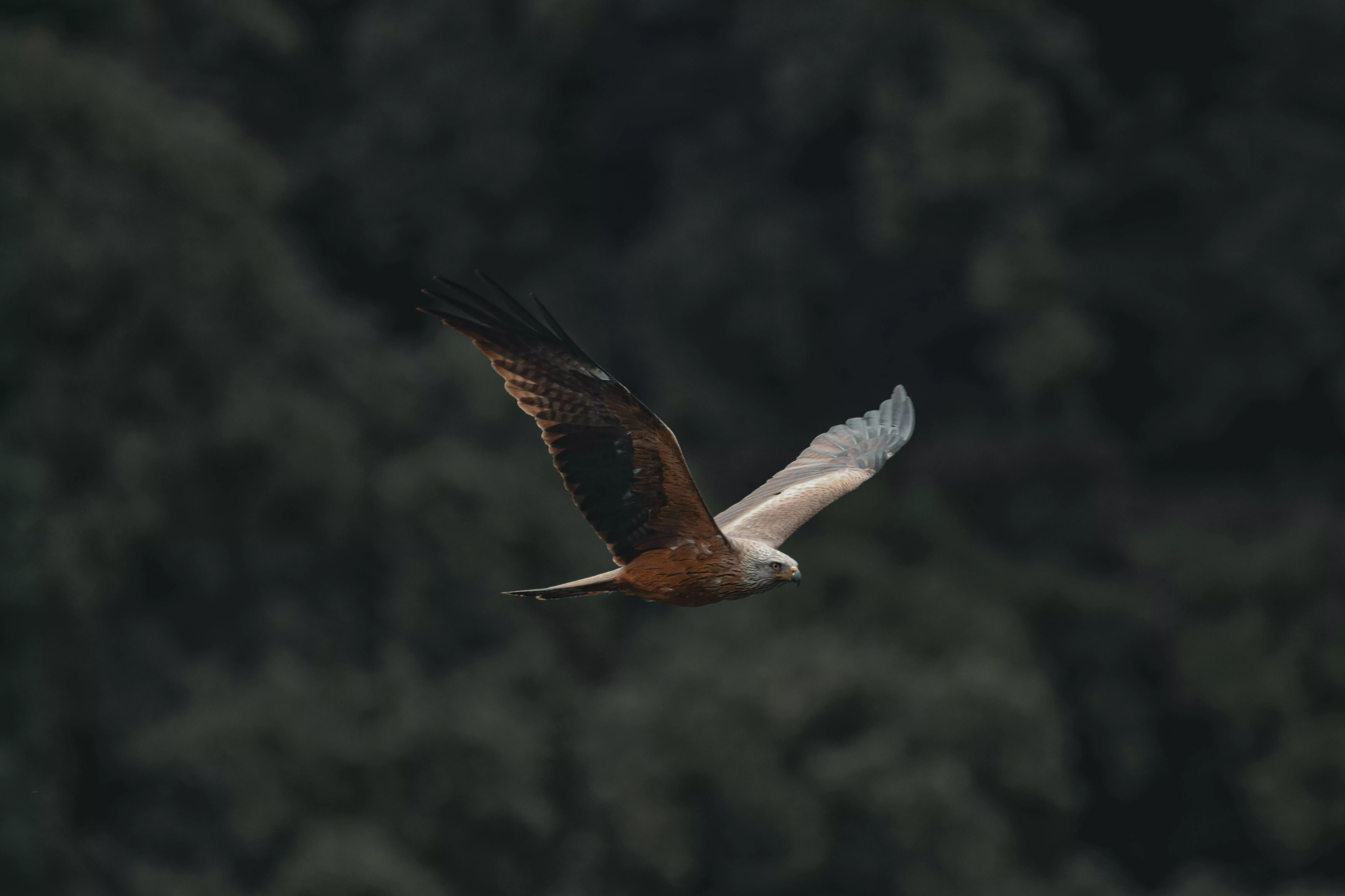 Red Kite Flying in the Blue Sky