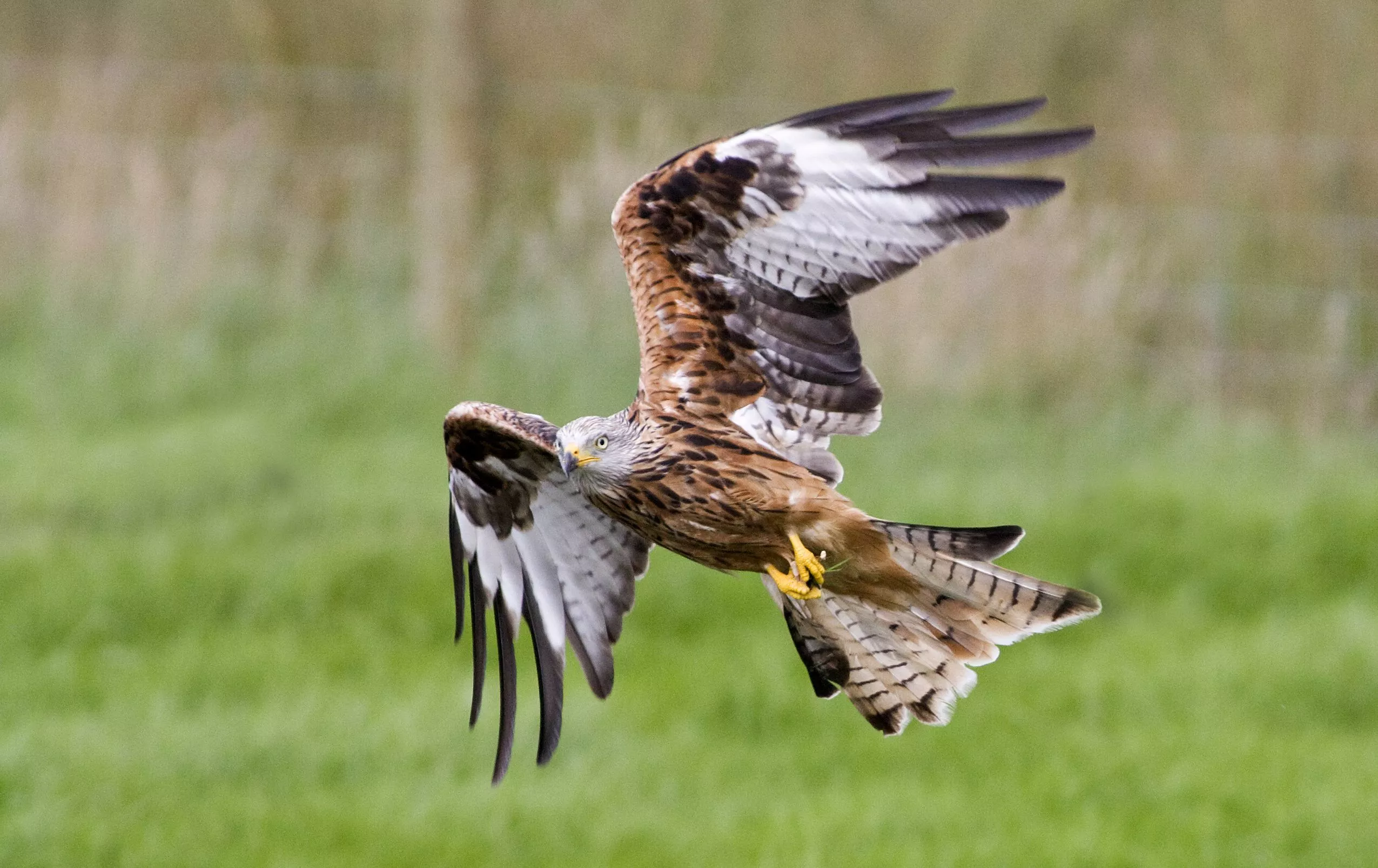 Download Animal Kite HD Wallpaper