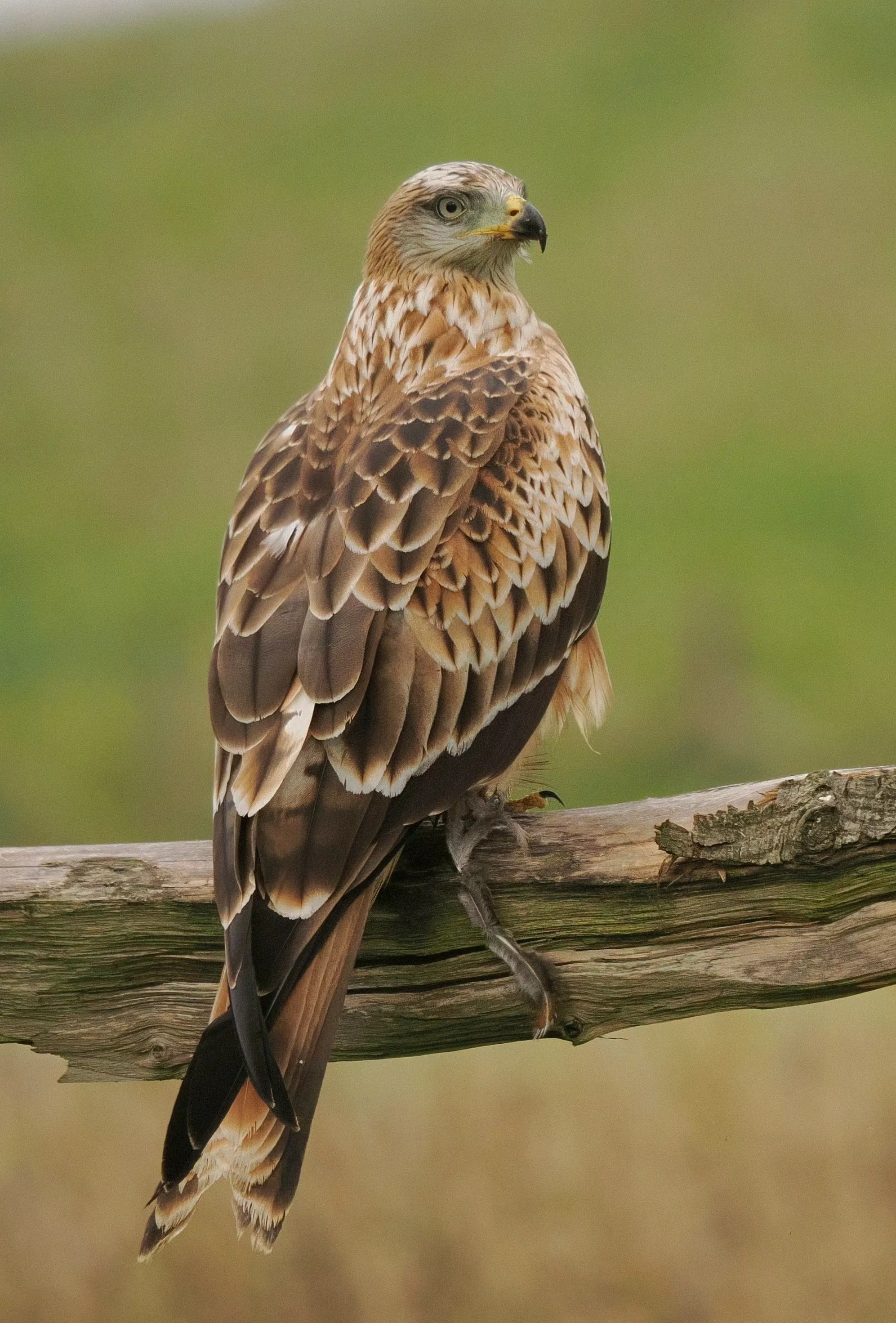 Here's a very elegant juvenile Red Kite