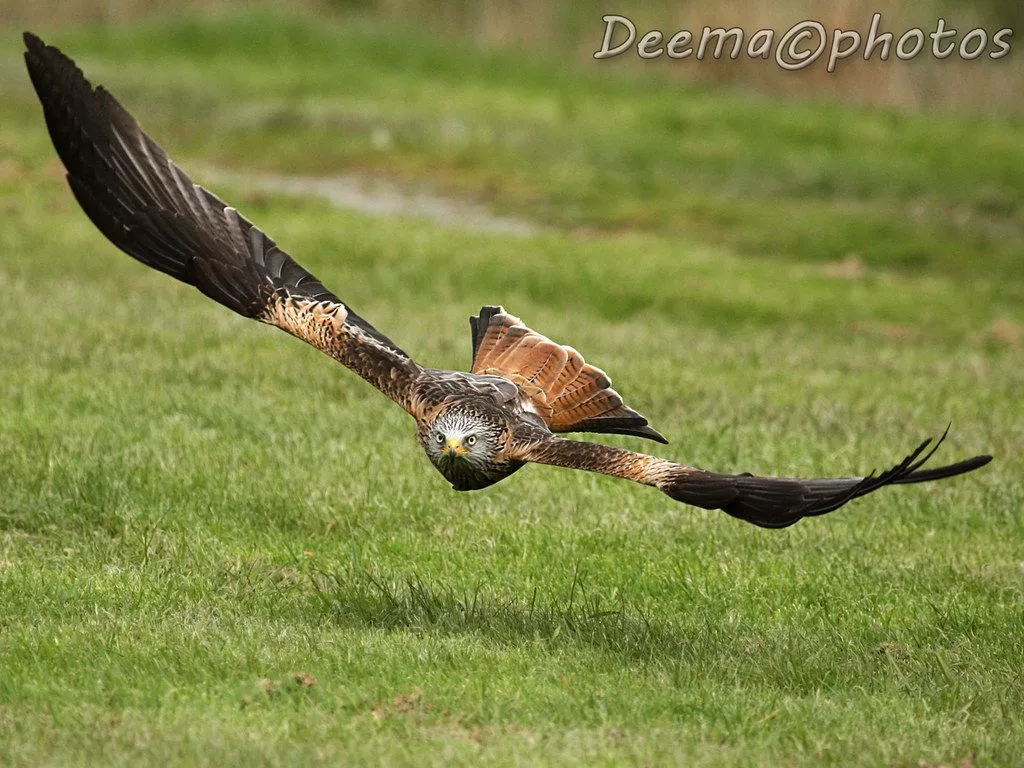 Swooping Red Kite. Seen at Gigrin Farm