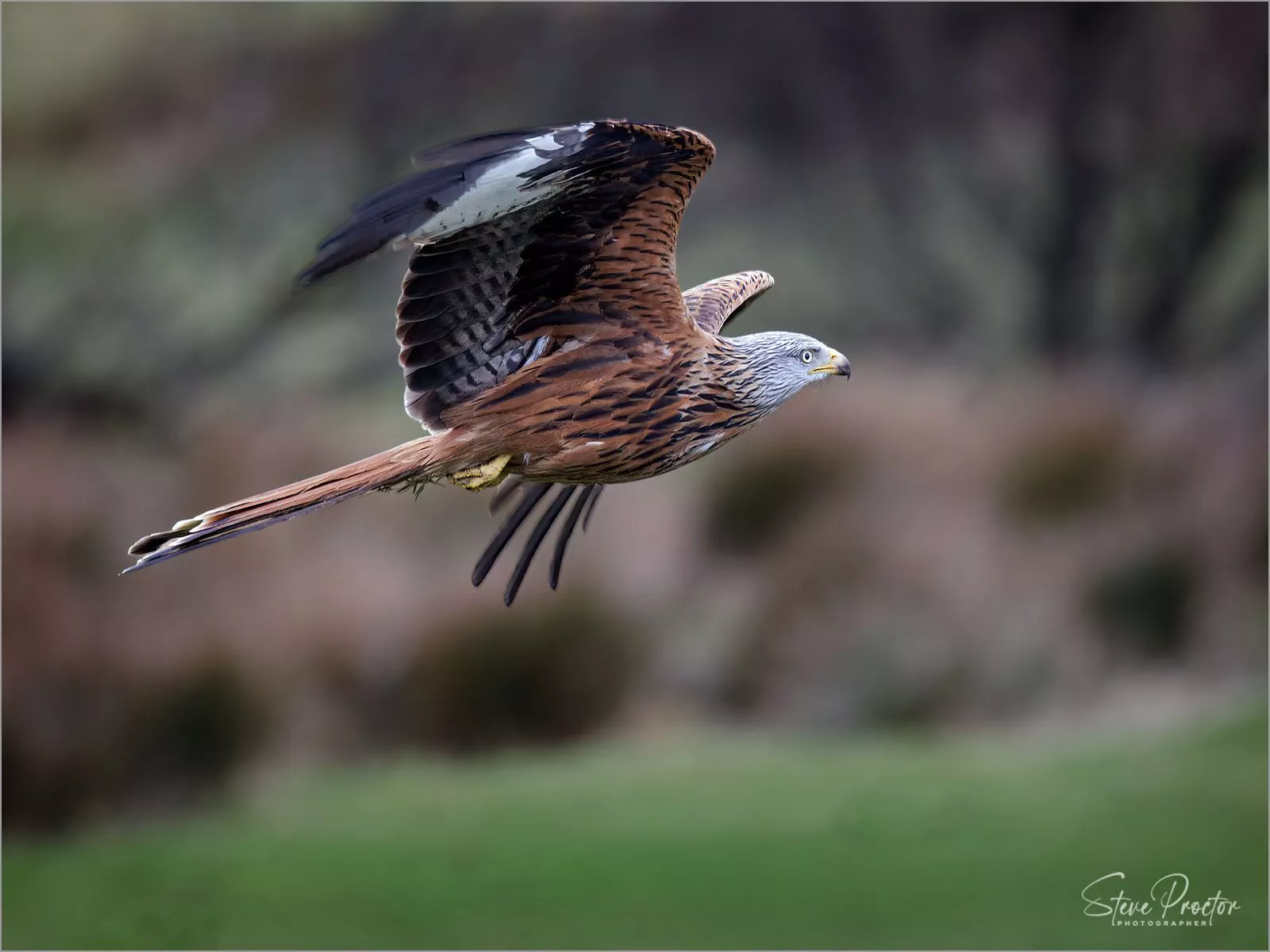 Galloway Red Kites