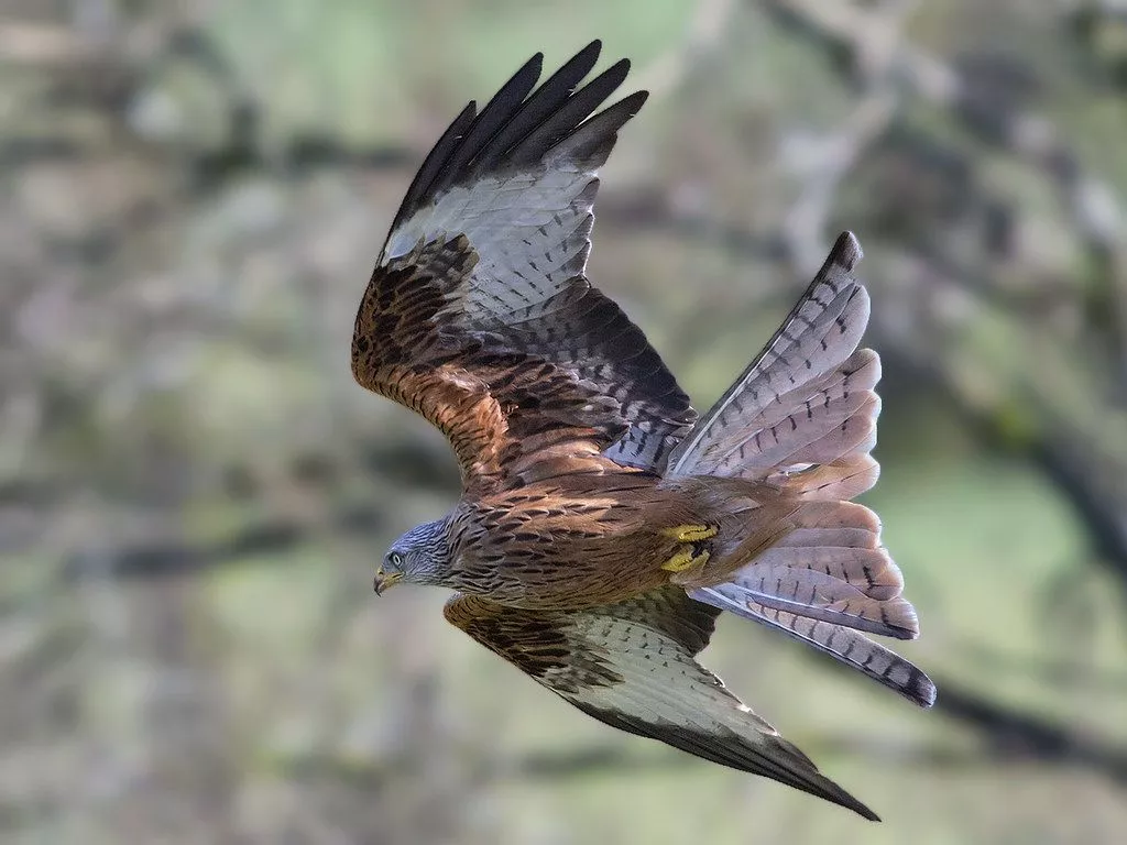 Red Kite milvus. To see a