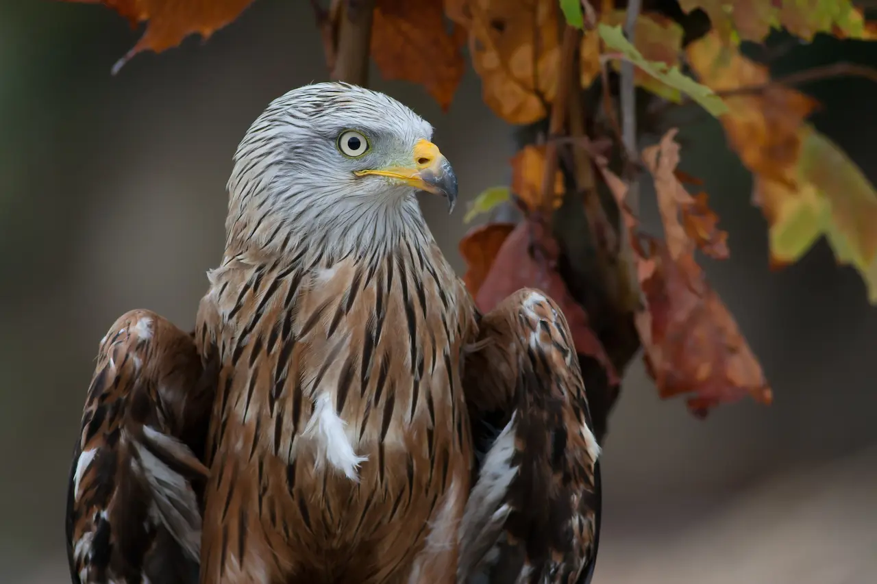 Red Kites (Milvus milvus) Information