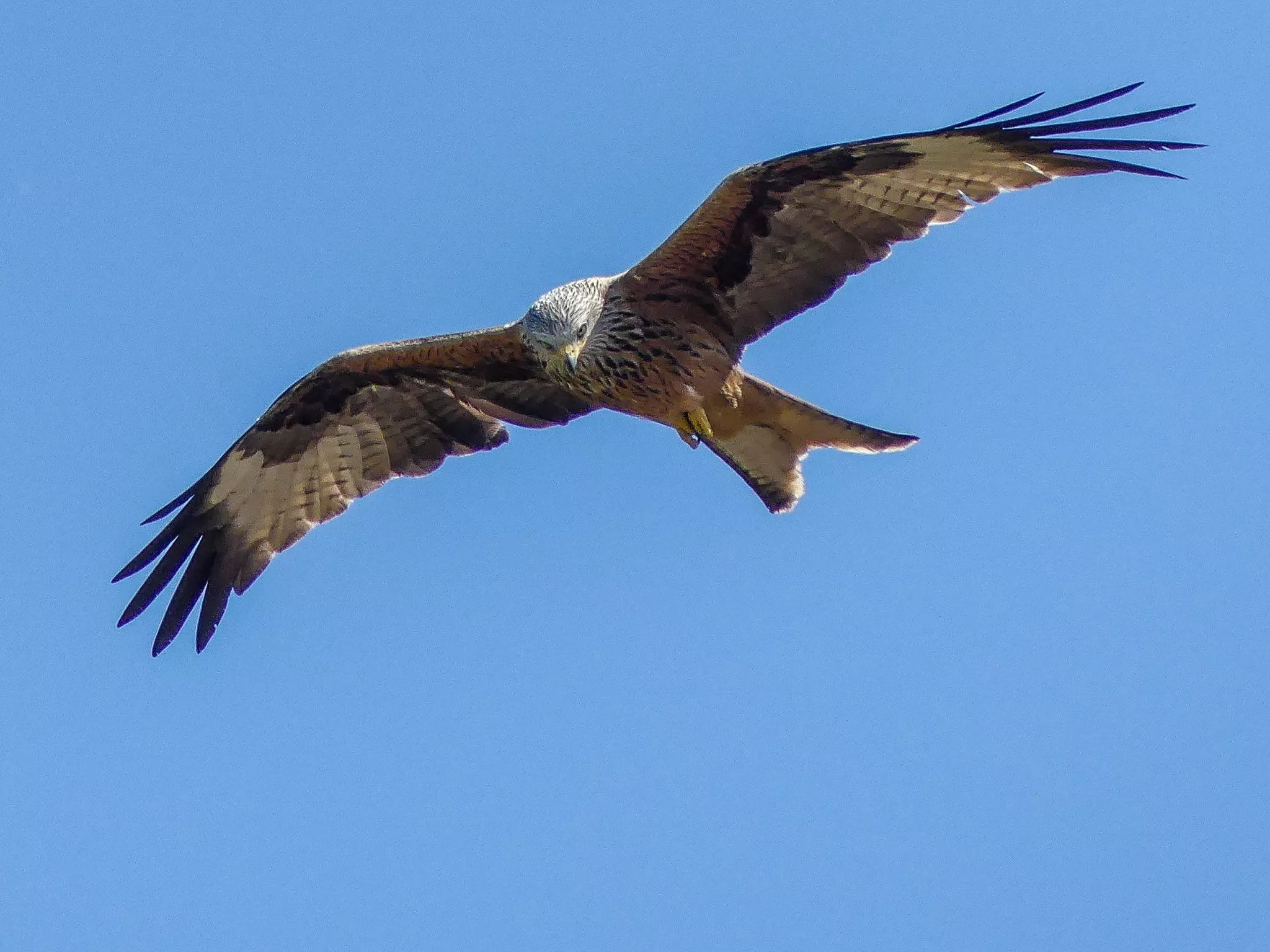 Red Kite flying