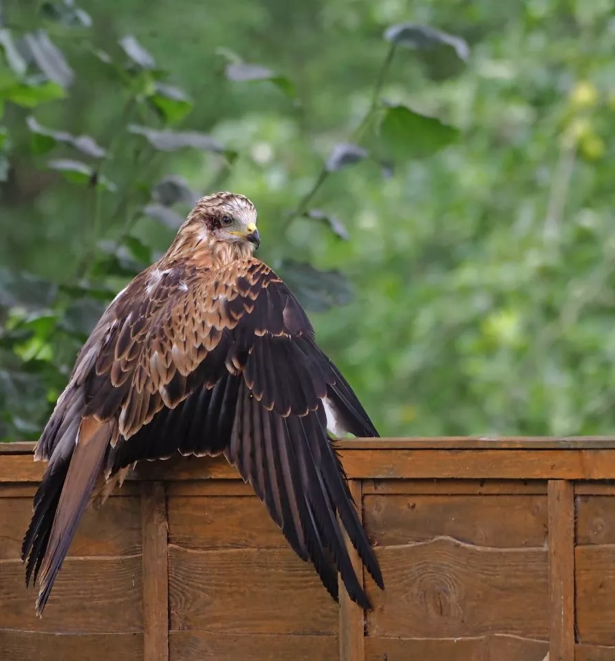 Juvenile Red Kite
