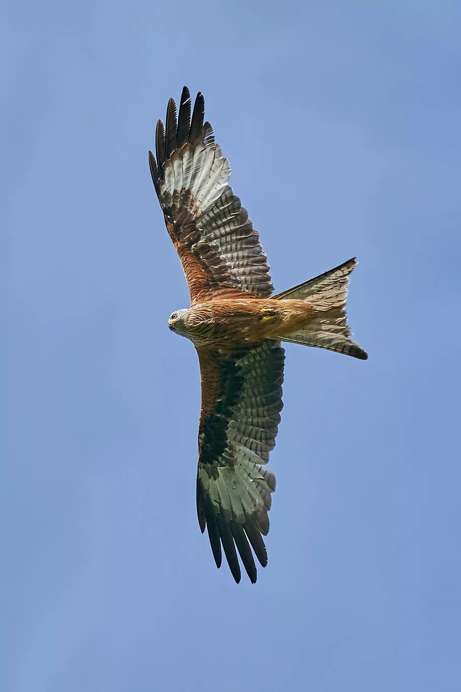 HD wallpaper: Red Kite, Bird Of Prey
