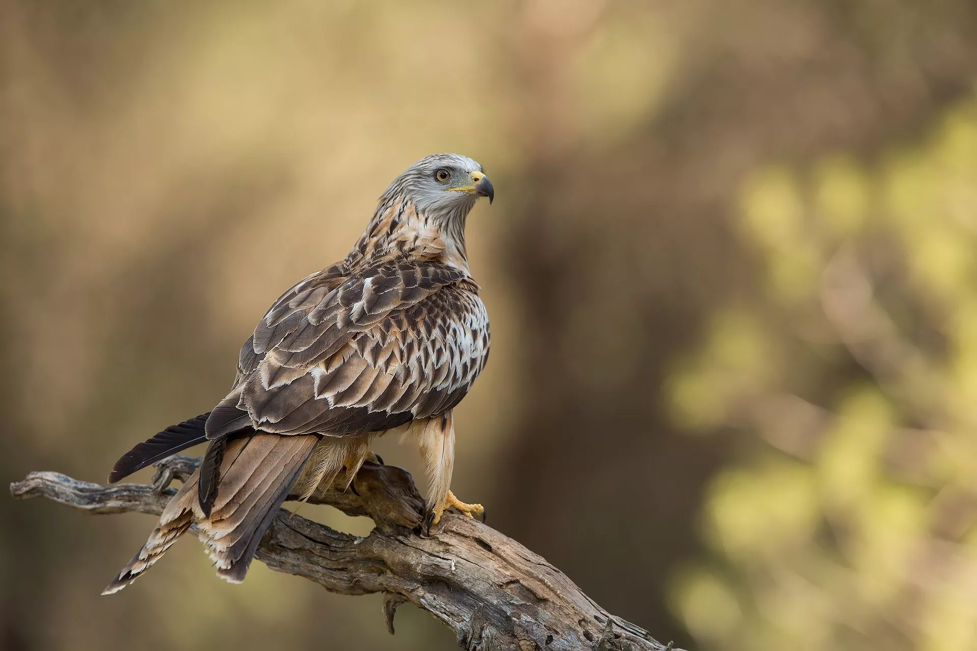 Bird Of Prey Bird Animal Kite HD Wallpaper