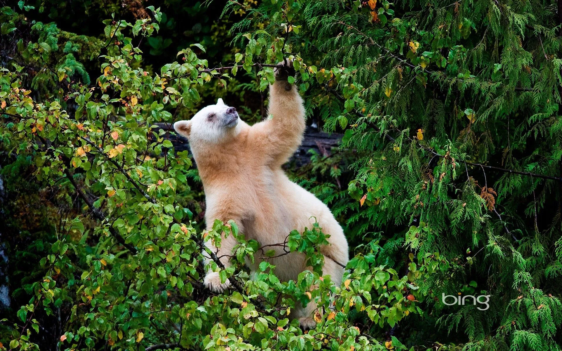 Bear Animal Kermode Bear HD Wallpaper