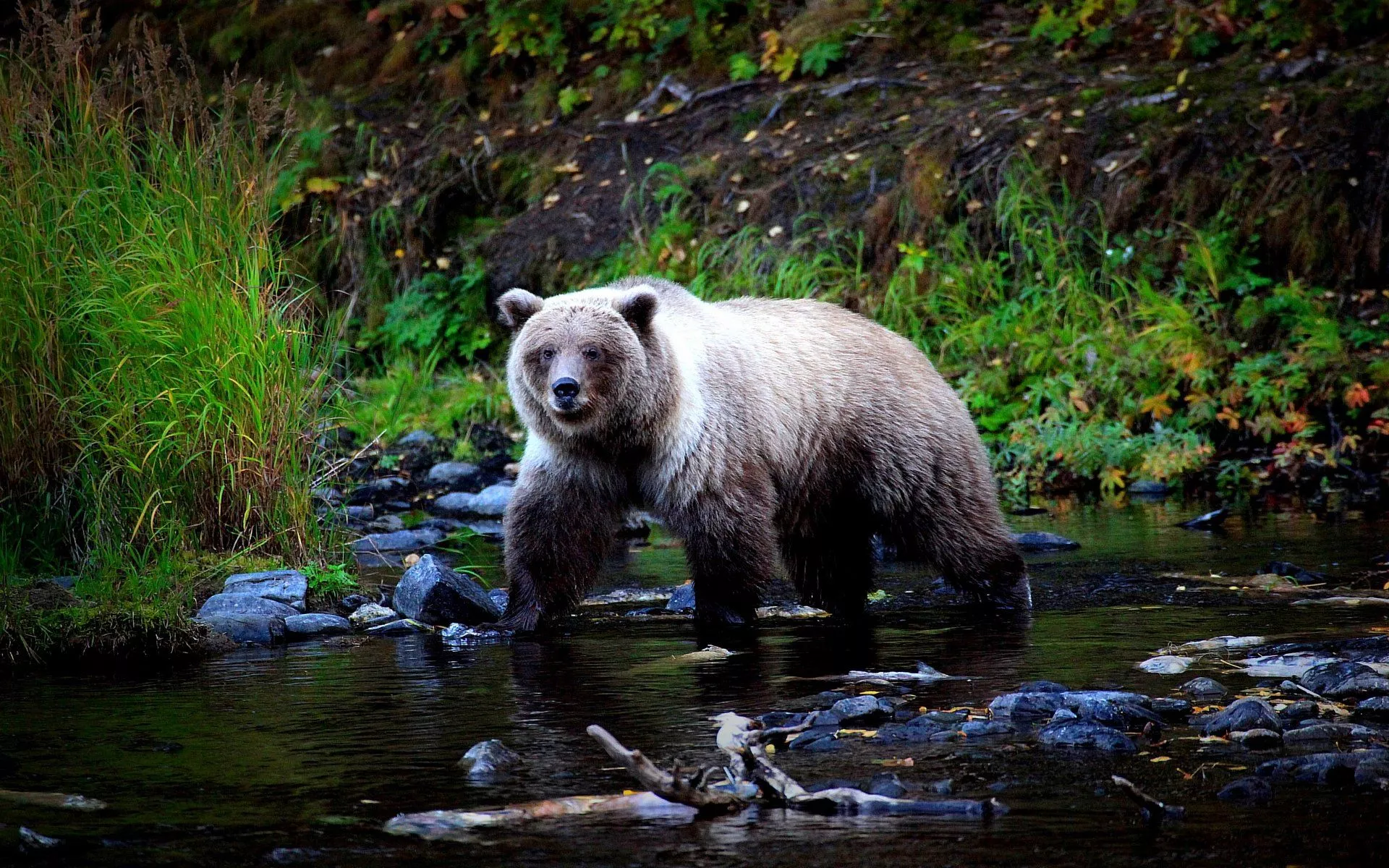 Download Stream Animal Bear HD Wallpaper