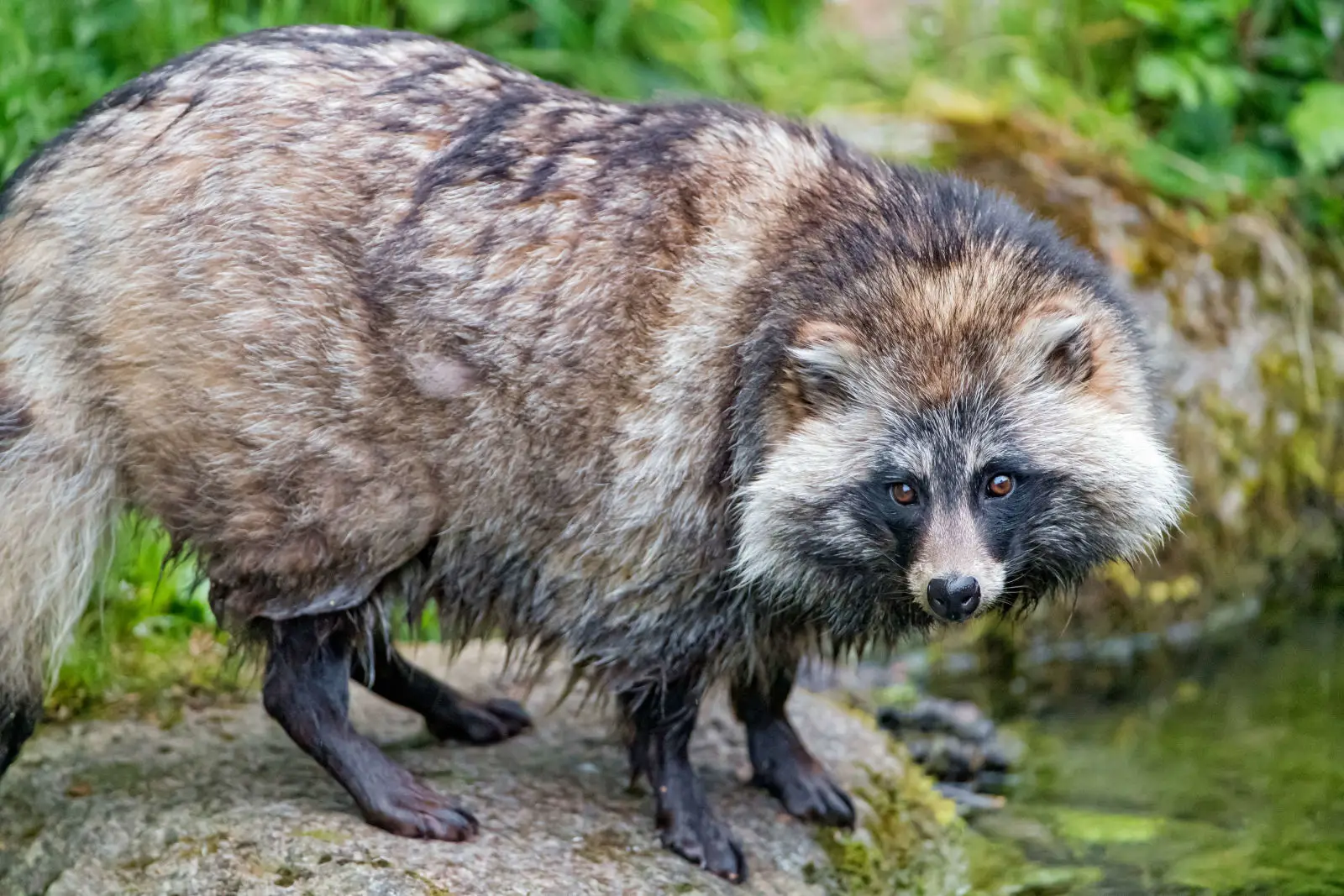 Raccoon Dog, Diet, Habitat