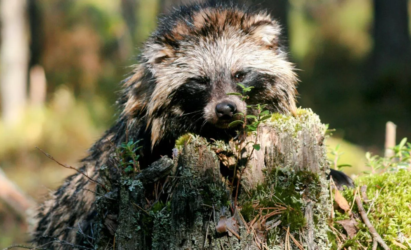 Raccoon dogs are a growing threat to