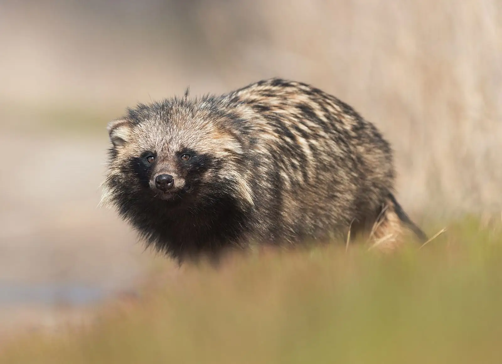Raccoon Dog, Diet, Habitat