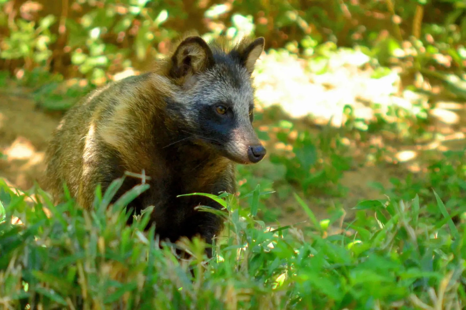 Raccoon Dog, Diet, Habitat