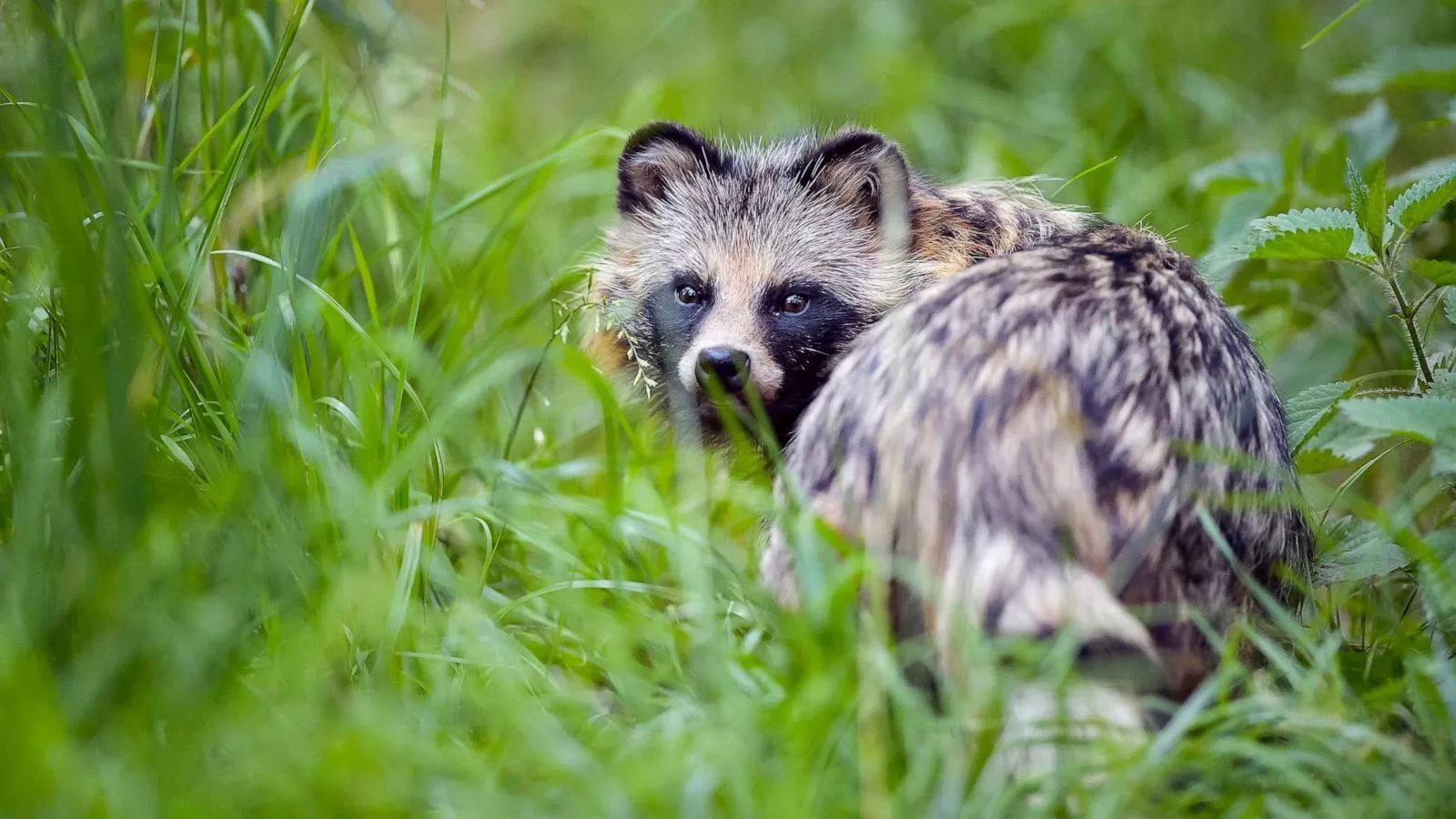 raccoon dogs at Wuhan market