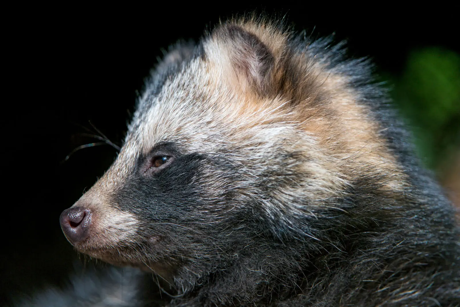 Raccoon Dog, Diet, Habitat