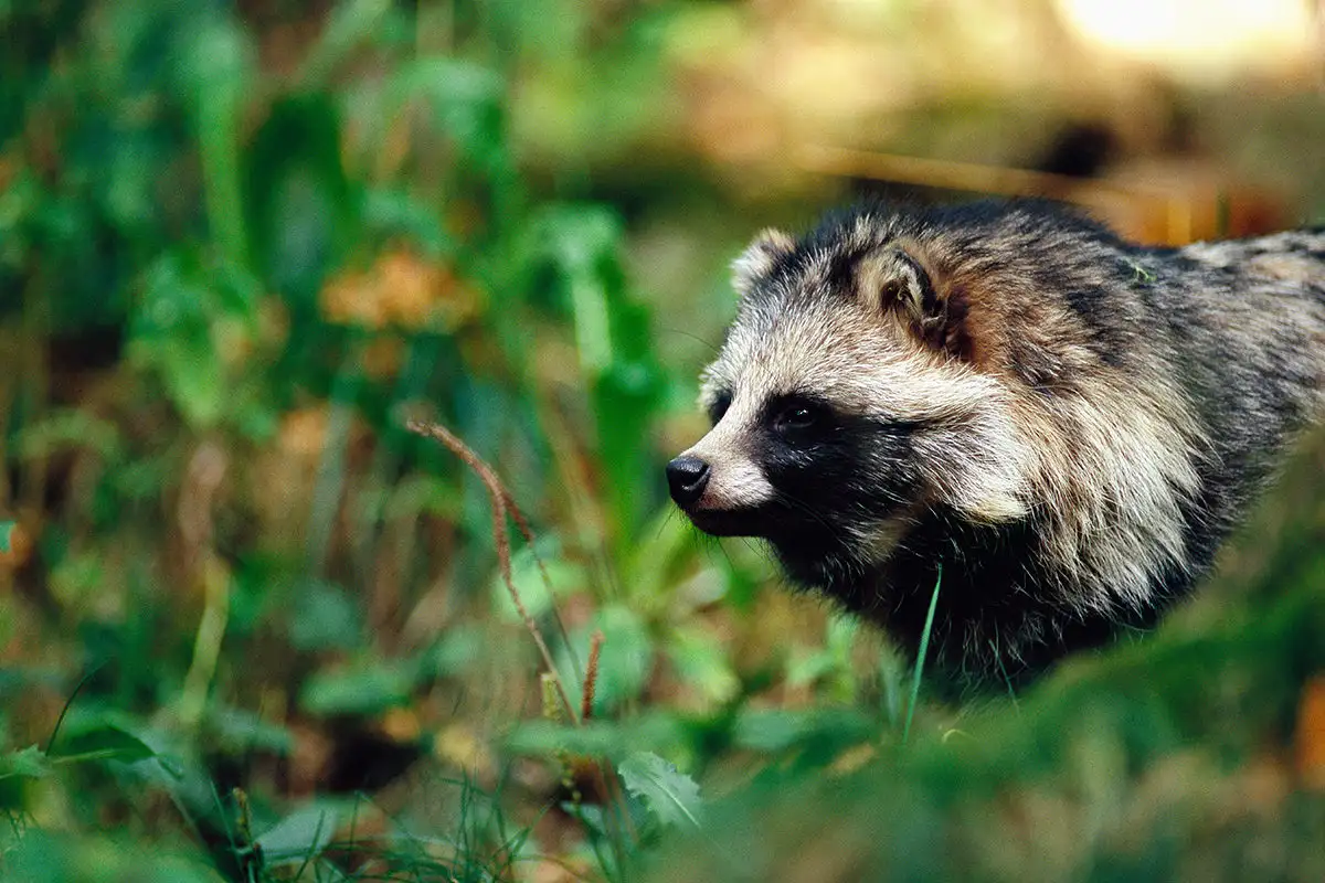 Animal invaders on Europe's kill list