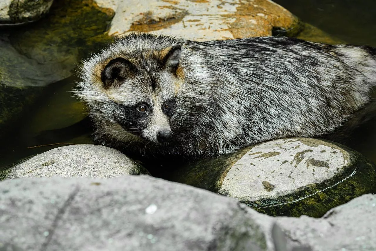 Raccoon Dog Image