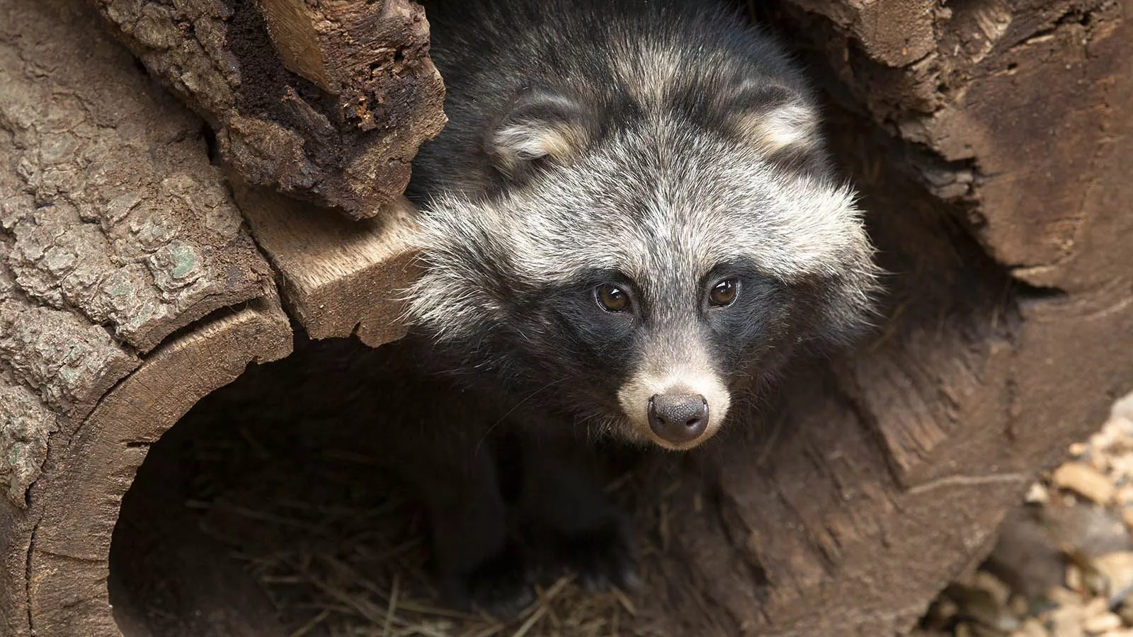 A Raccoon? No, It's a Raccoon Dog