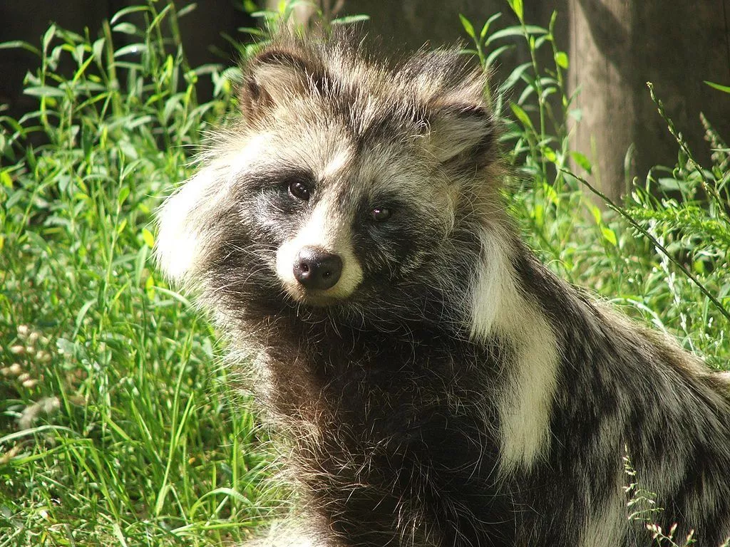 Raccoon Dog Picture Picture